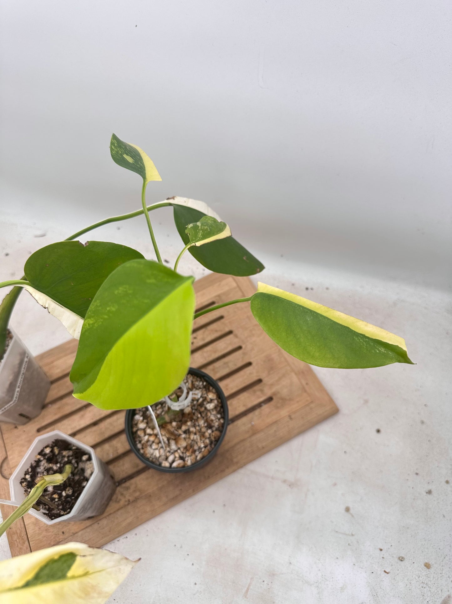 Combo Sale - Monstera Borsigiana Albo & Lechleriana Albo & Borsiginana Aurea