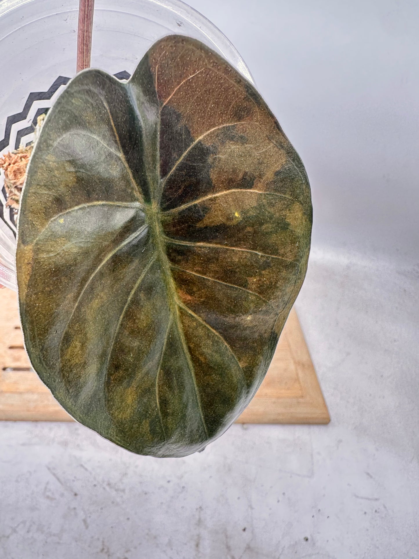 Alocasia Wentii Sunset Variegated - Grown from Big Corm