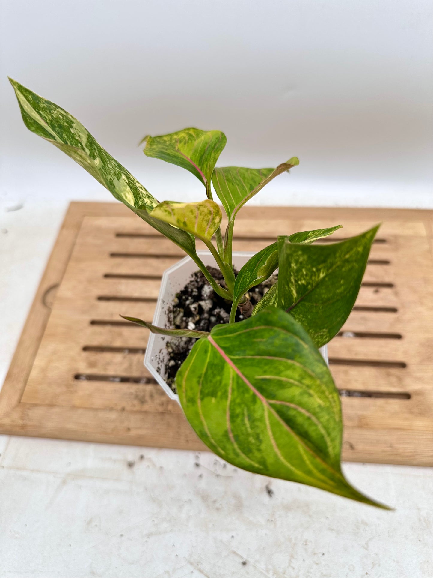 Aglaonema Siam Jade Variegated - 3 Growths/plants