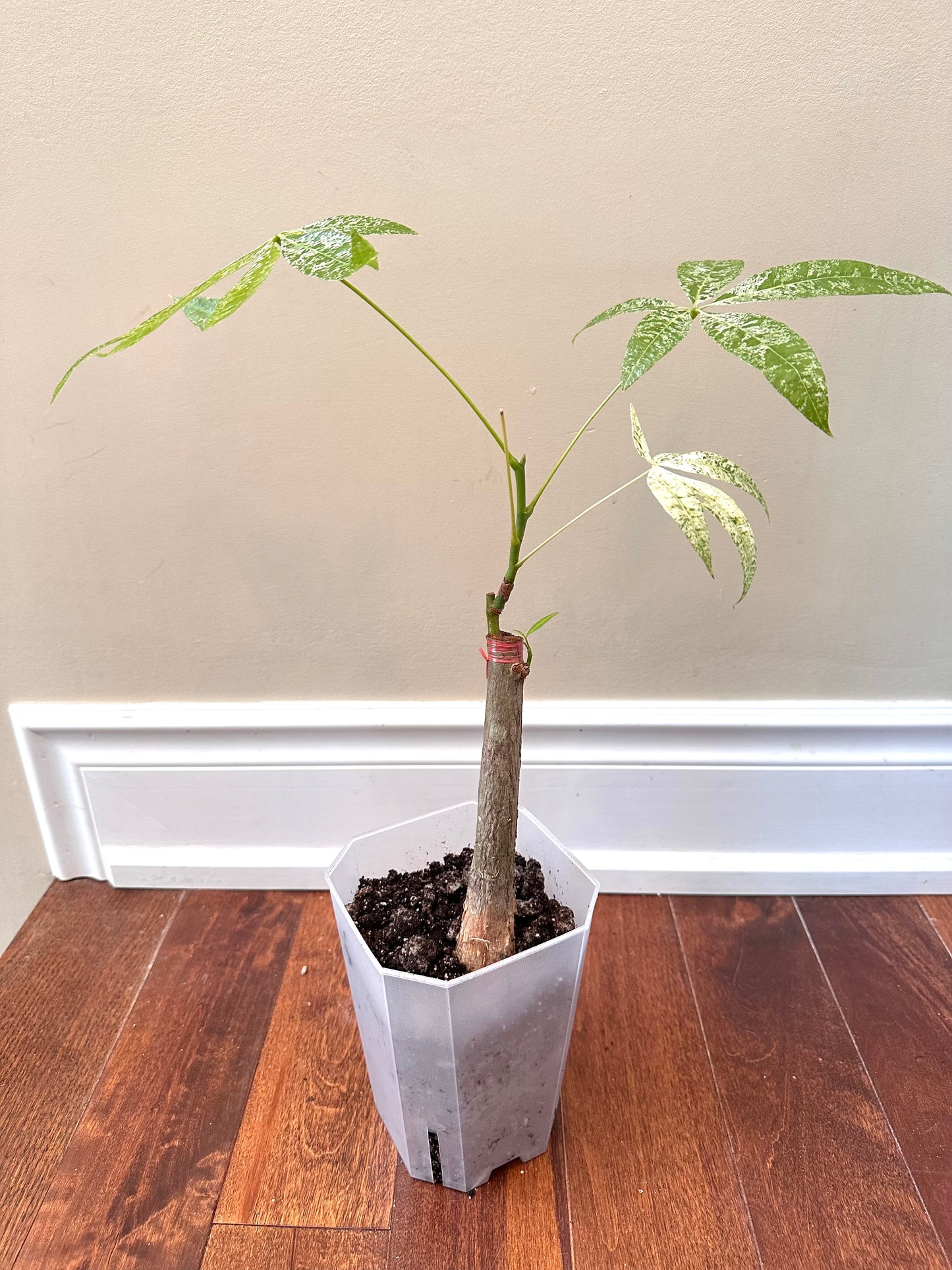 Variegated Money Tree D - August Sale