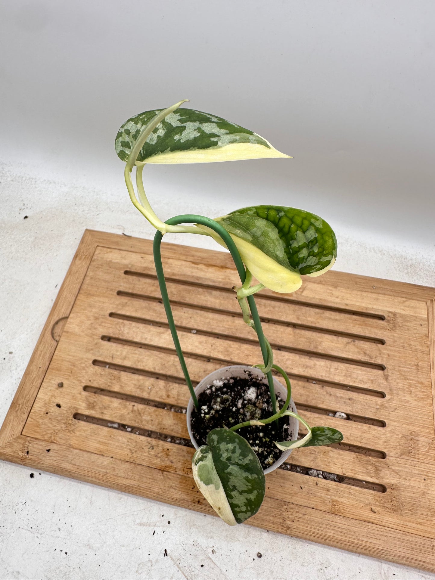 Scindapsus Mayari Variegated - Thanksgiving Sale 💚