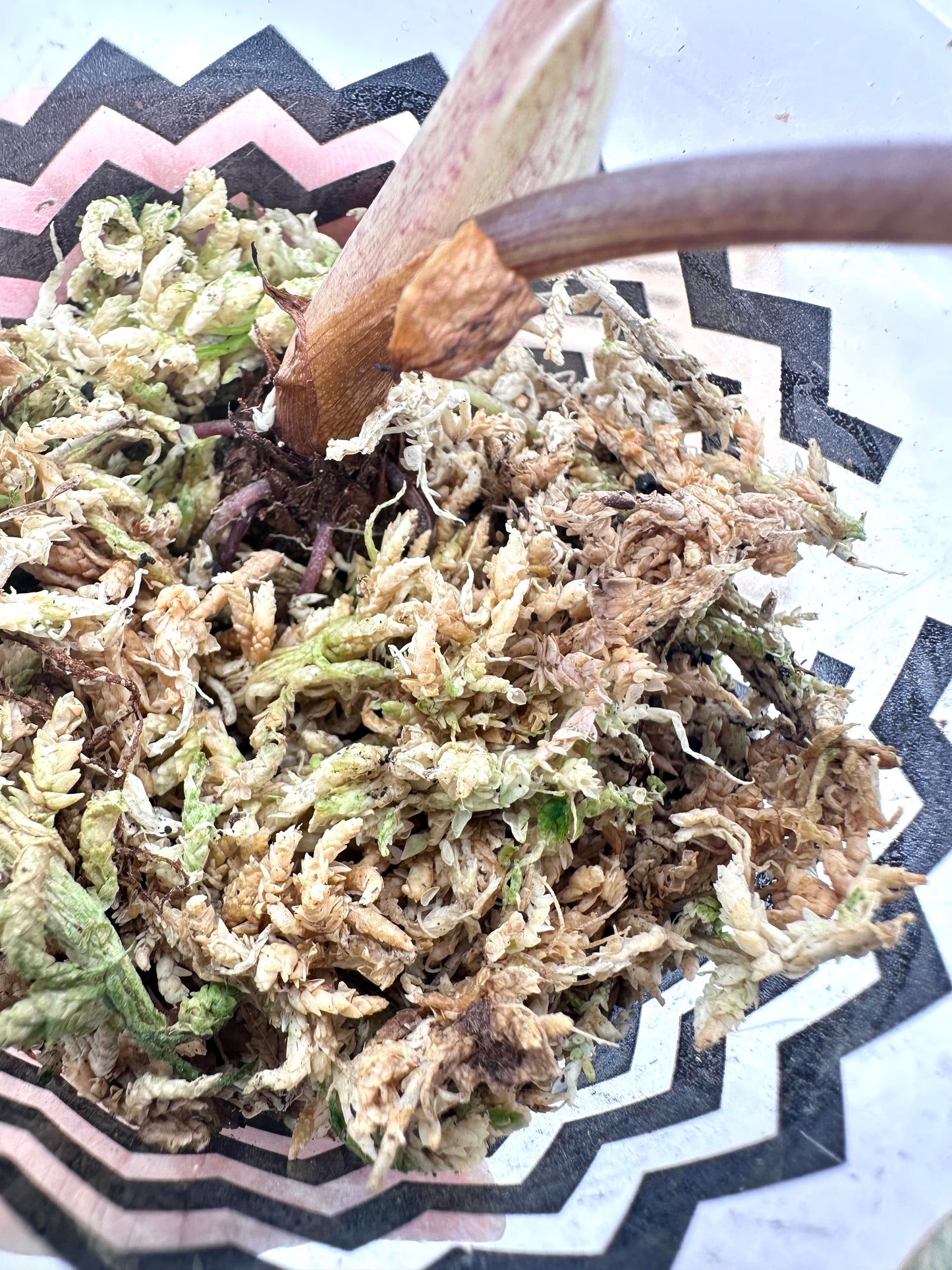 Alocasia Wentii Sunset Variegated - Grown from Big Corm