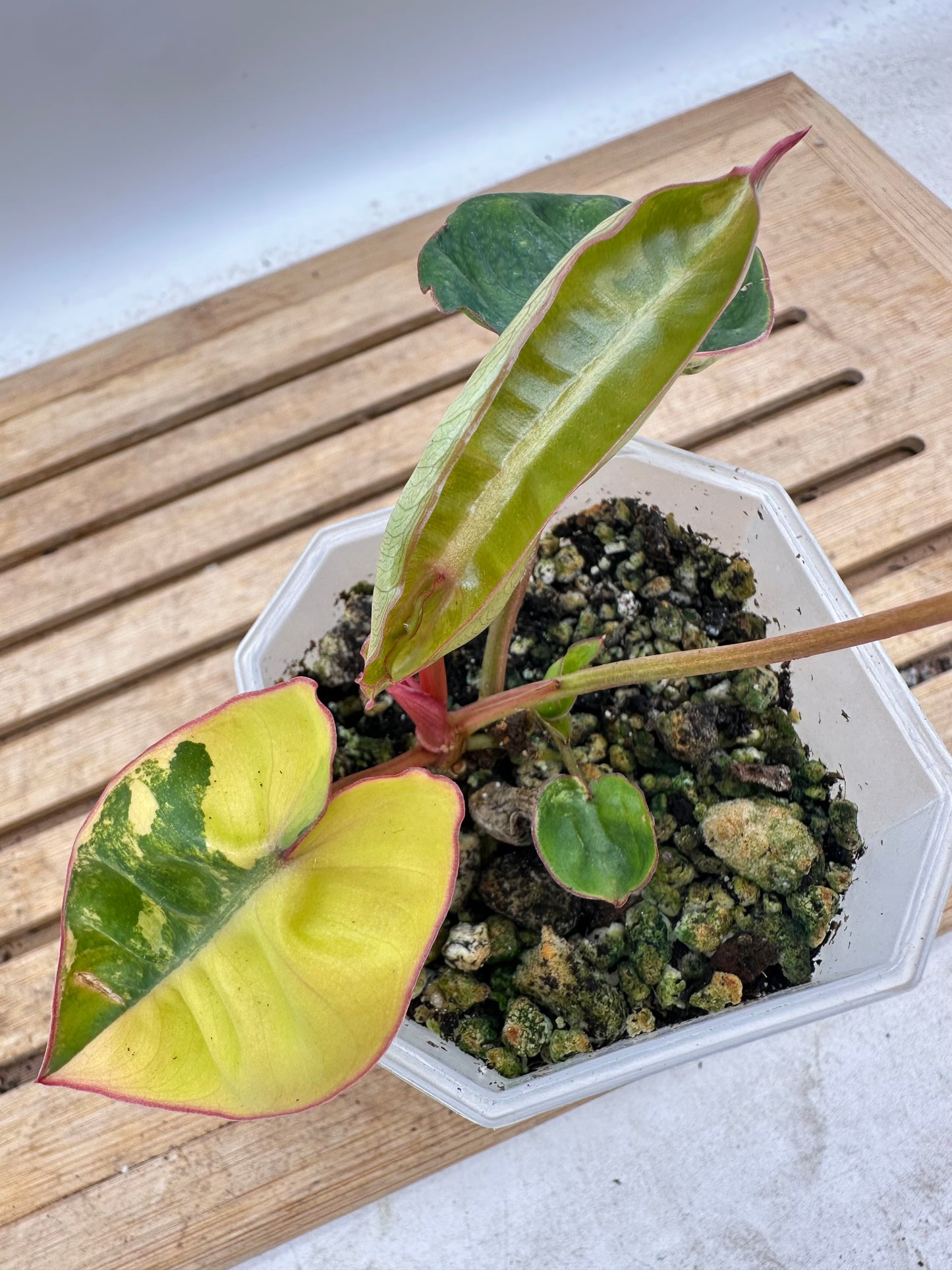 Philodendron Billietiae Variegated - 3 Variegated Growths