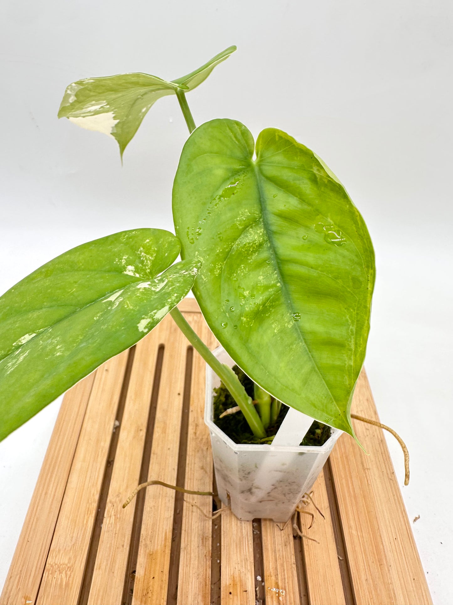 Syngonium Chiapense Albo Variegated