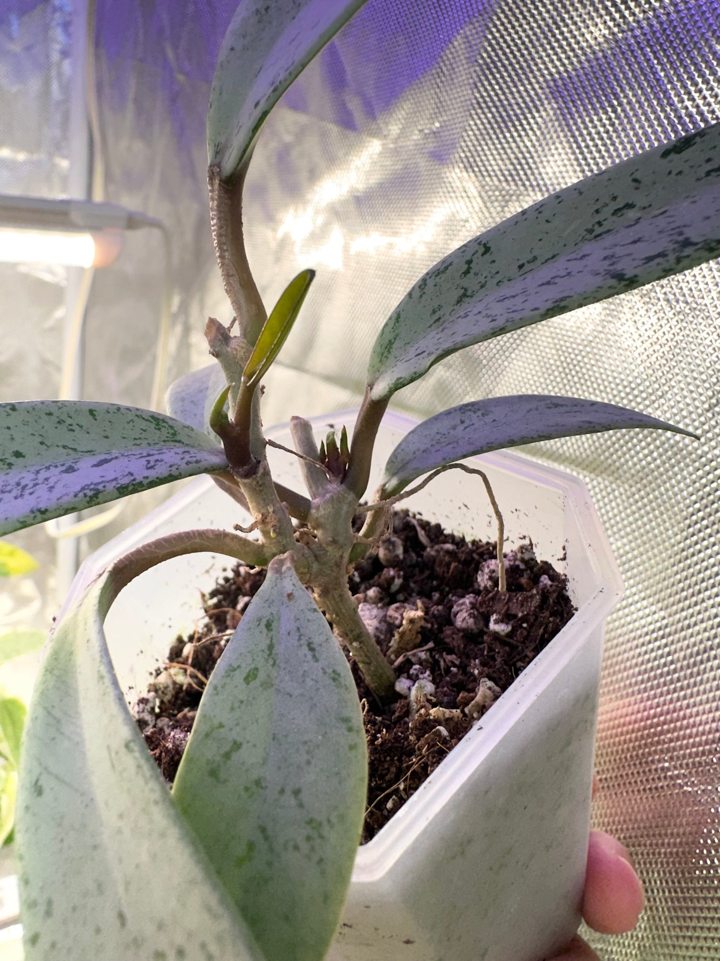 Hoya Publicalyx Silver Ghost