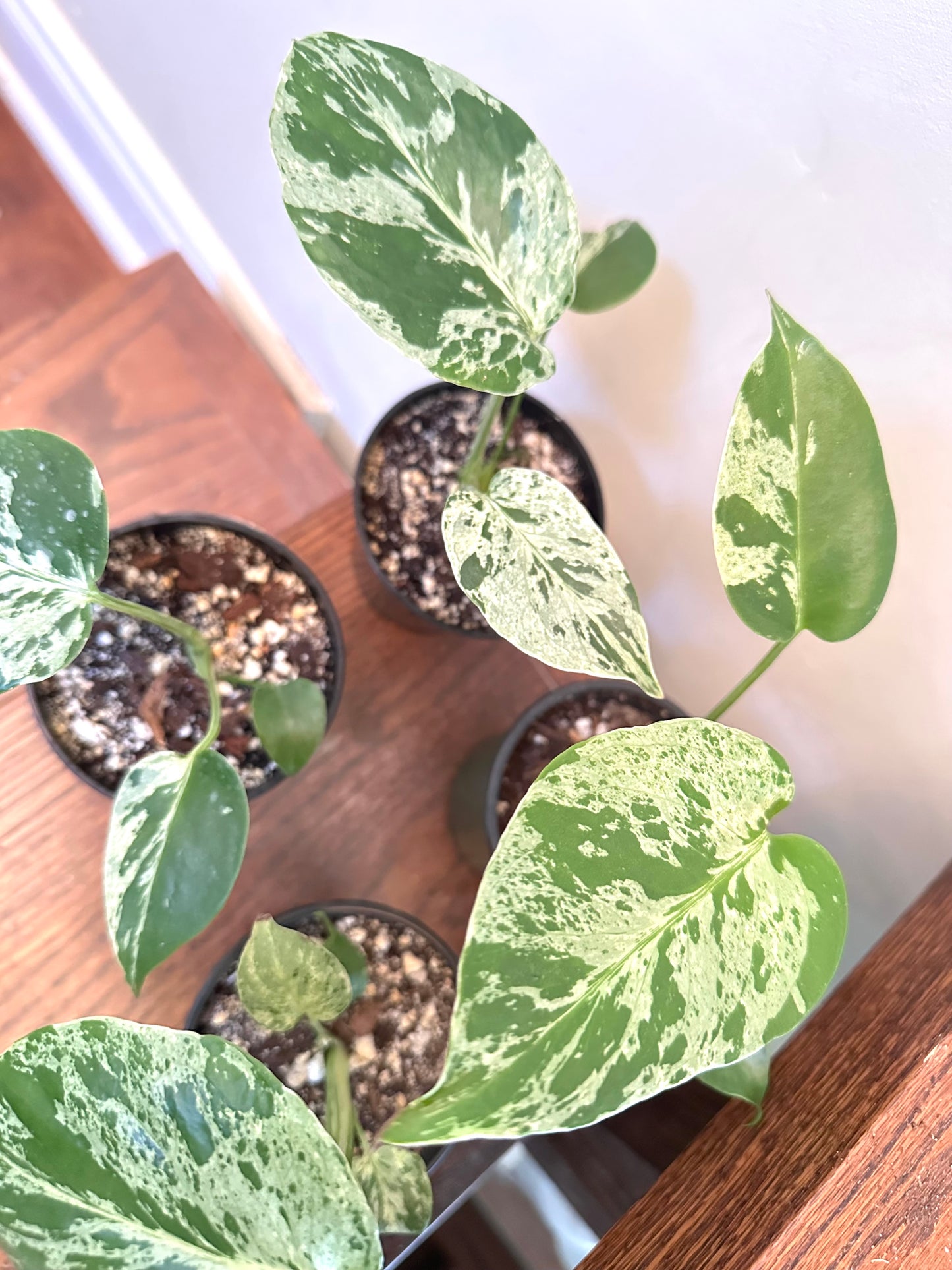 Monstera Bulbasuar in 3.5” pot
