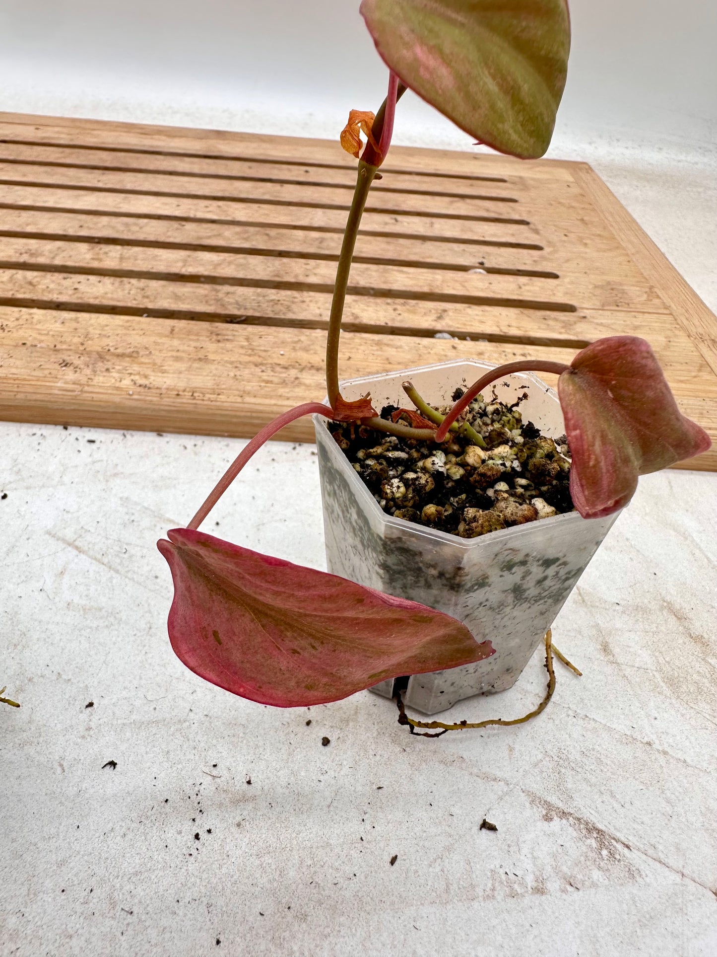 Philodendron Micans Mint Variegated
