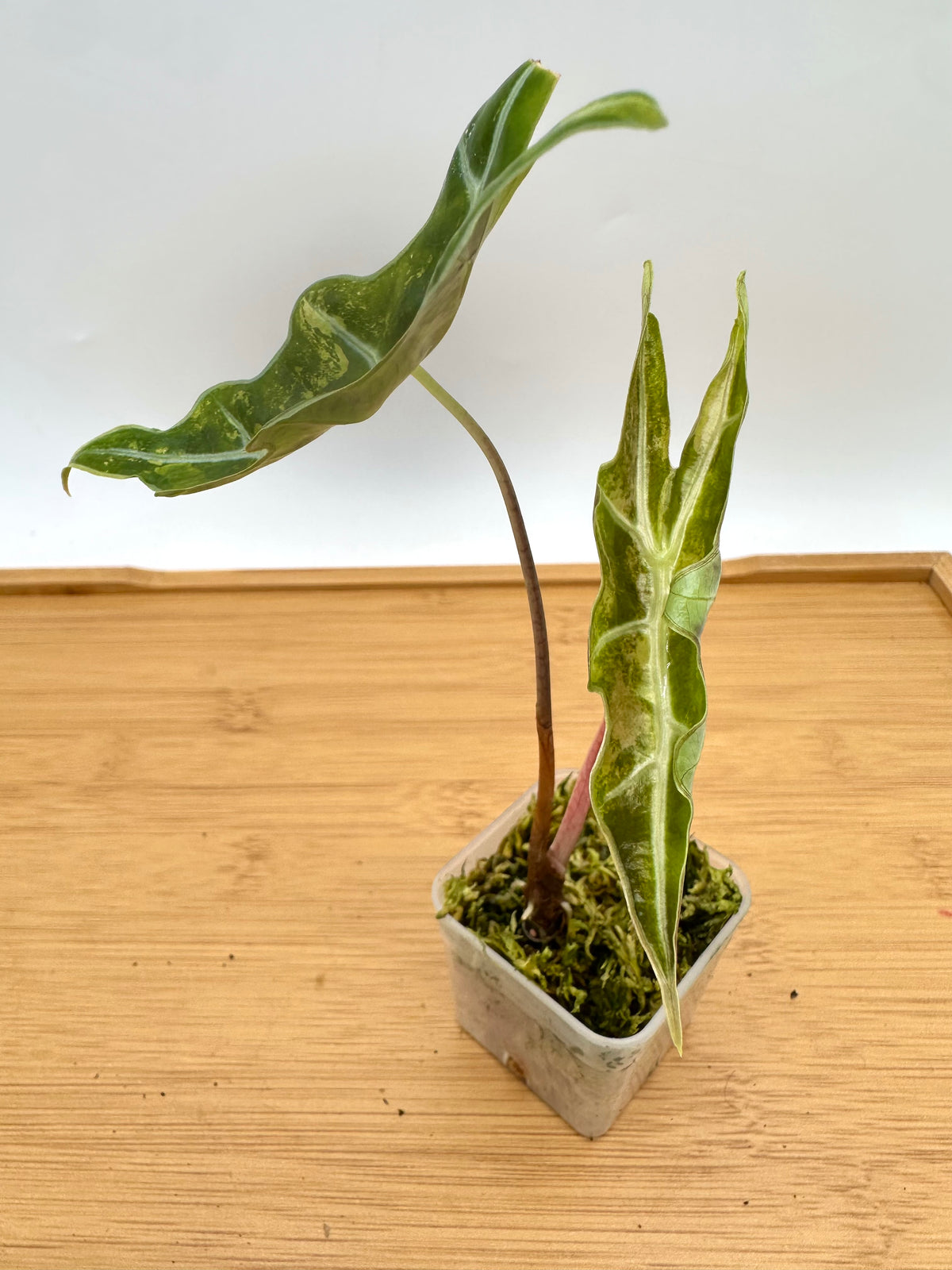 Alocasia Nobilis Variegated