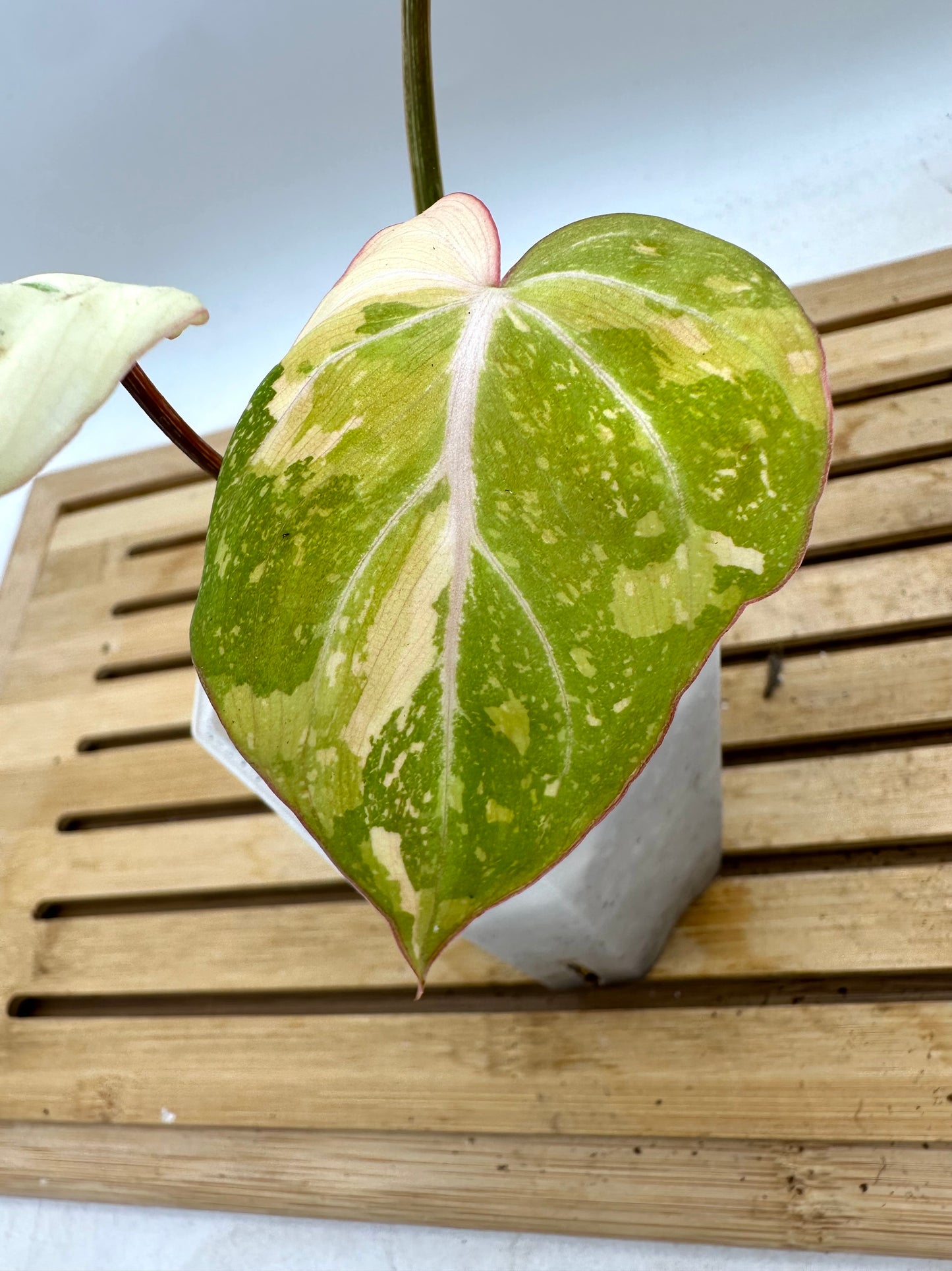Pre Mother’s Day Sale - 🦄Philodendron Gloriosum Variegated