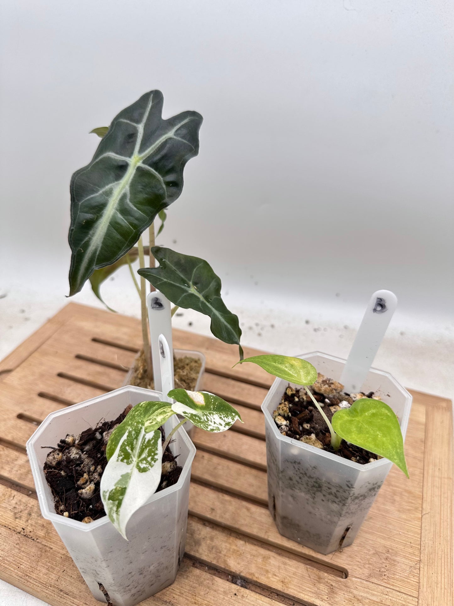 Combo Sale - Alocasia Venom & Alocasia Cucullata Mint Variegated & Alocasia Pink Dragon Albo Variegated