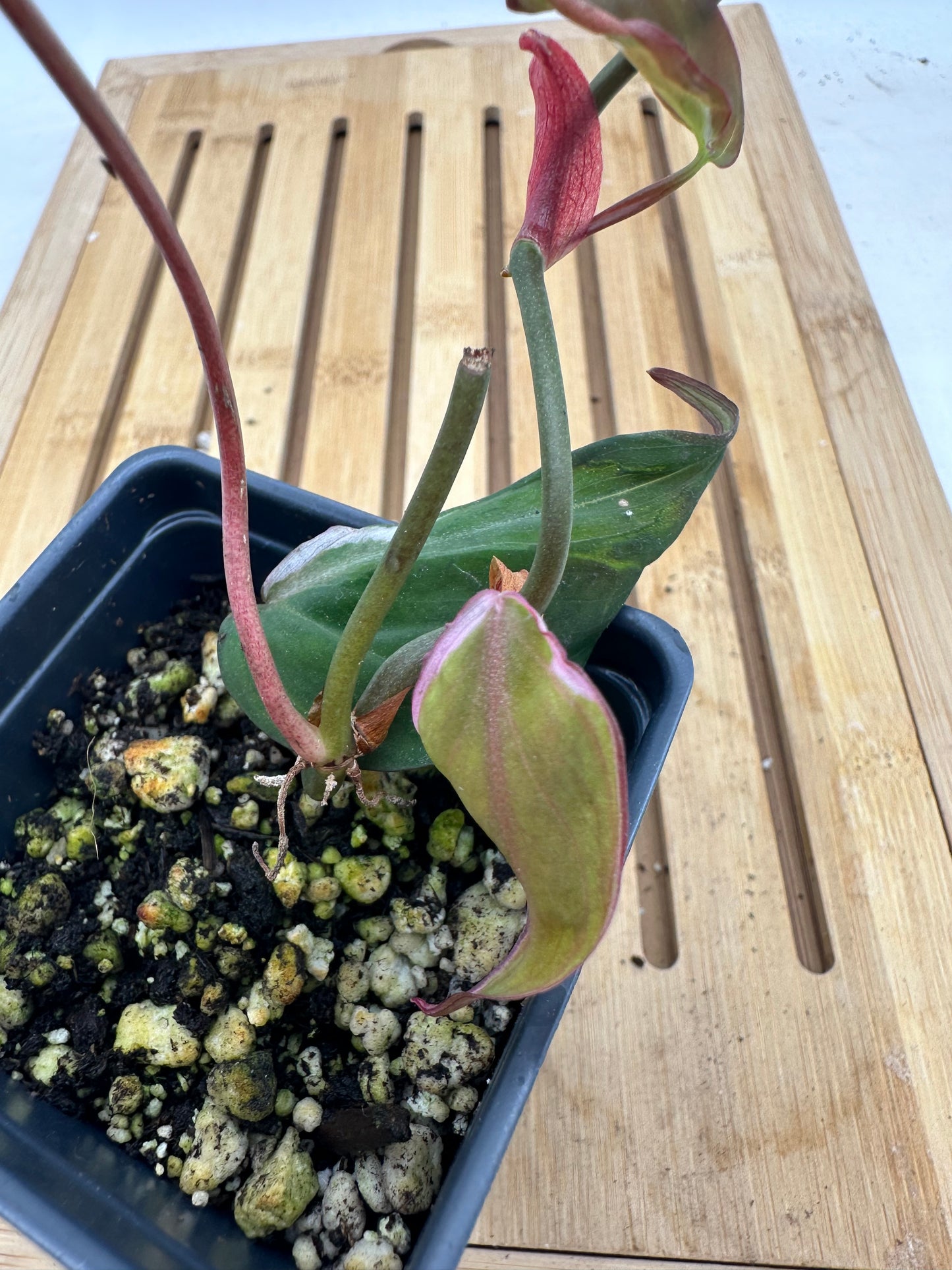 Long Weekend Sales 🐣🐇- Philodendron Micans Halo Variegated