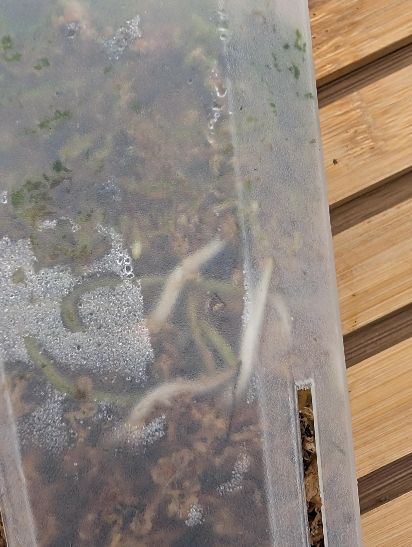 Scindapsus Peasun