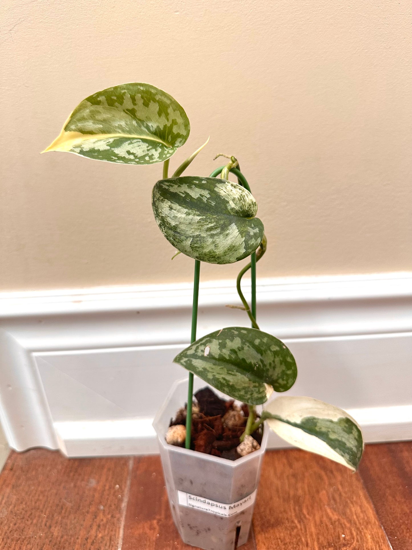 Scindapsus Mayari