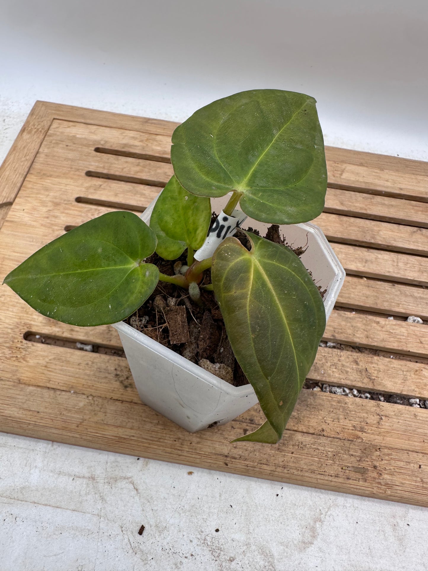 Anthurium Blue Papillilaminum x One
