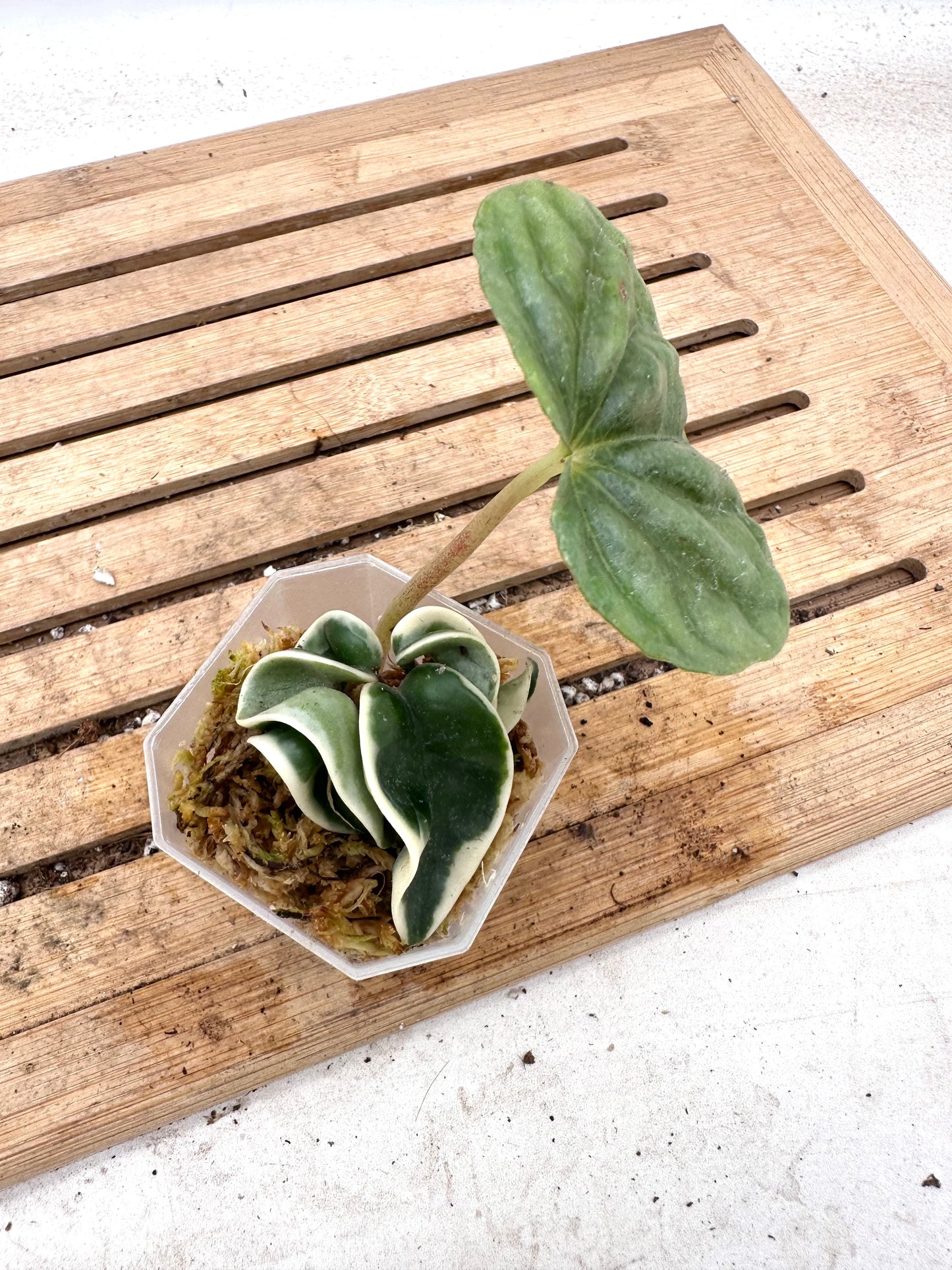 Hoya Hindu Rope Albomarginata - Clearance Sale 💚