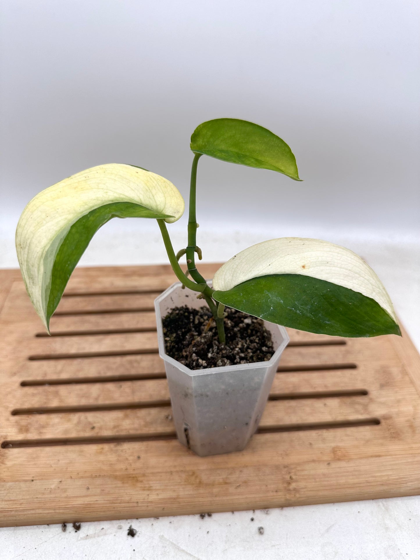 Scindapsus Jade Satin Albo White Variegated