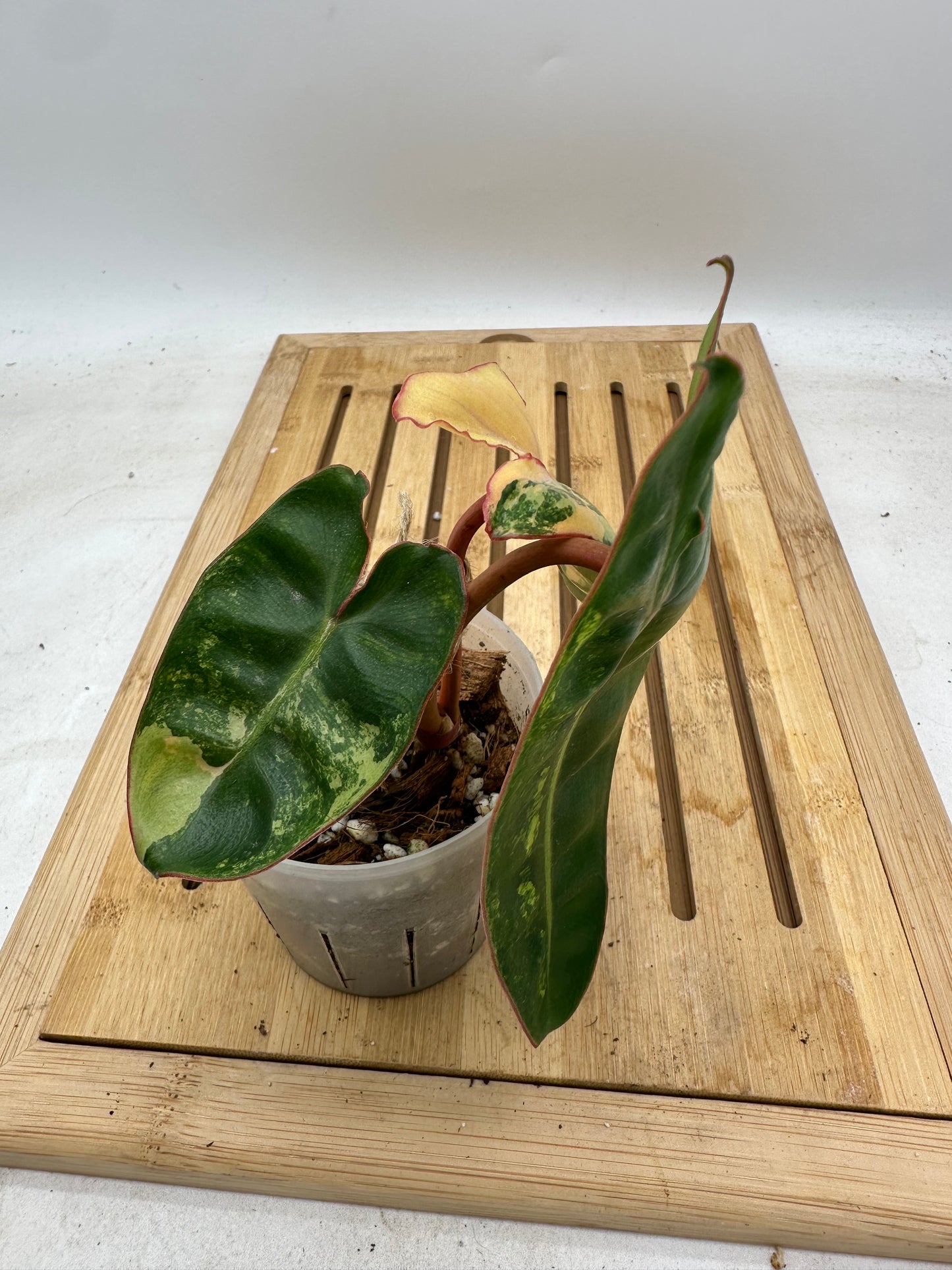 Long Weekend Sales 🐣🐇- Philodendron Billietiae Variegated