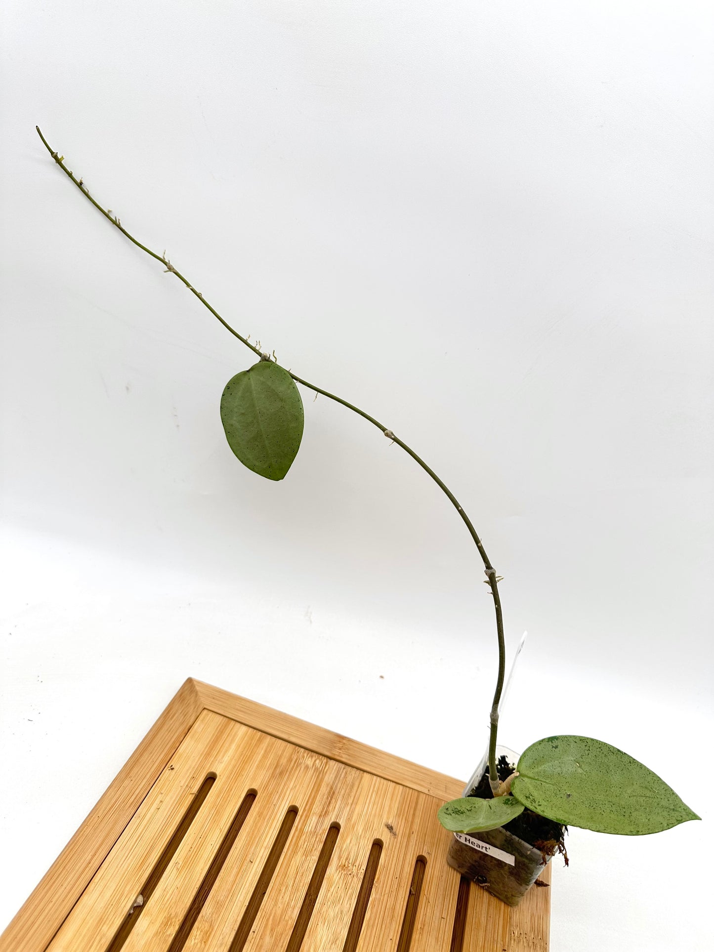 Hoya Verticillata Silver Heart 021