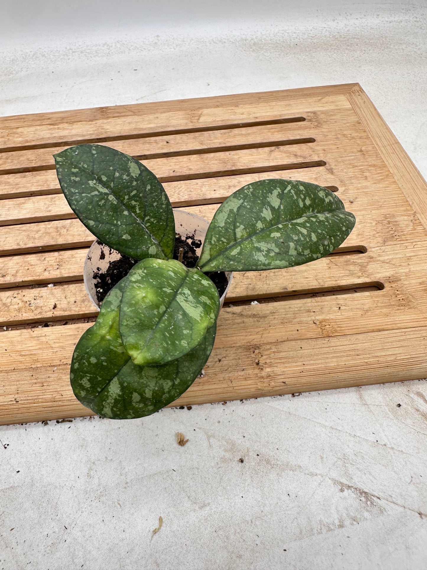 Hoya Crassipetiola Splash