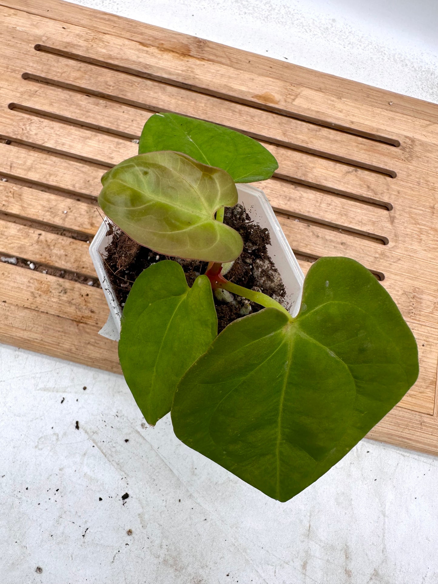 Anthurium Hoffmanii x Papillilaminum - Thanksgiving Sale 💚