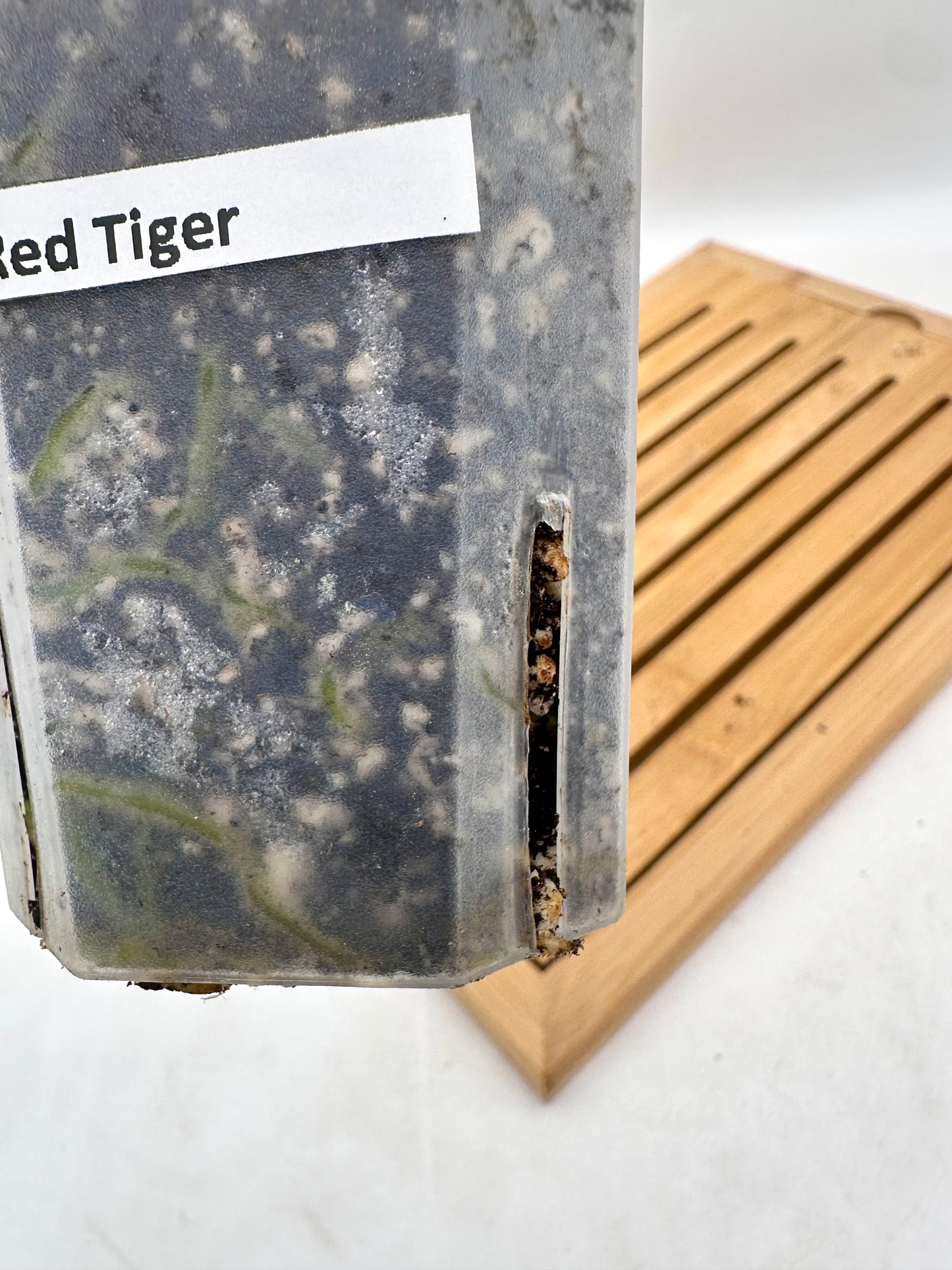 Anthurium Red Tiger ๐ฏ๐