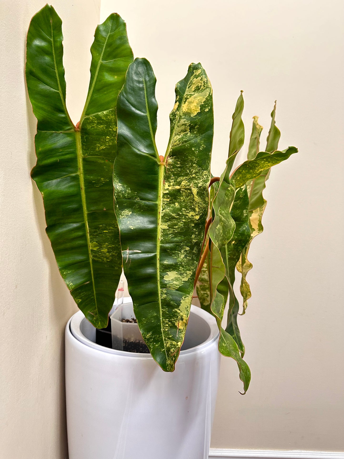 Philodendron Billietiae Variegated - Size Extra Large, 6 leaves - August Sale