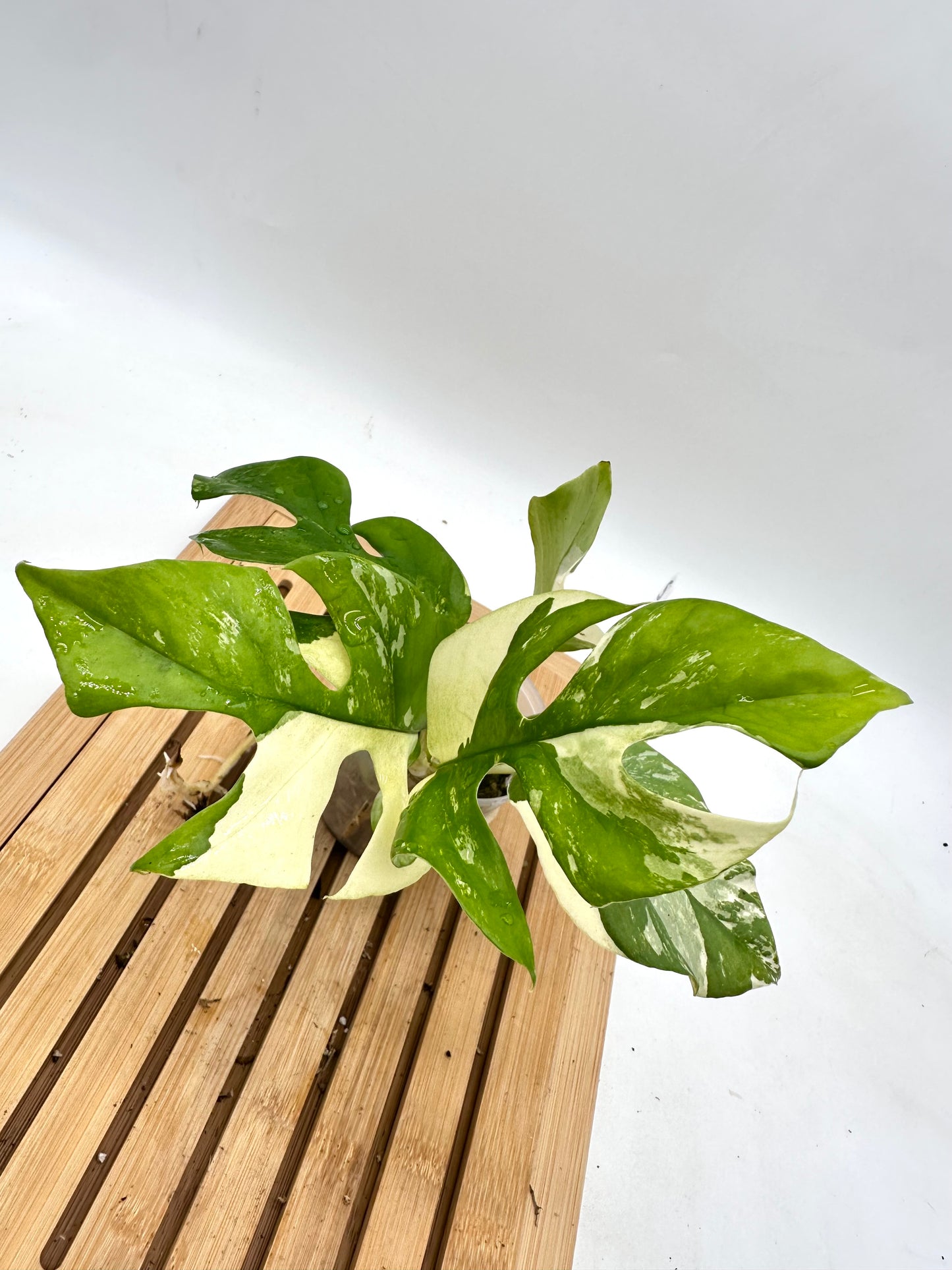 Rhaphidophora Tetrasperma Albo Variegated