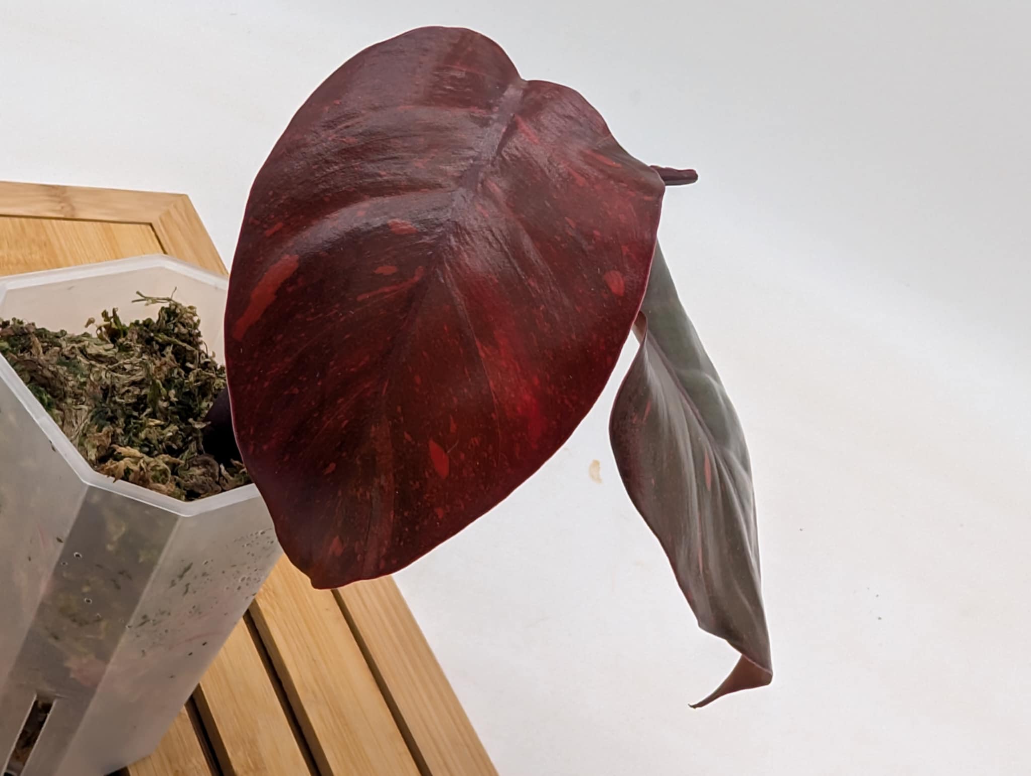 Philodendron Orange Princess Variegated – Signature Tropicals