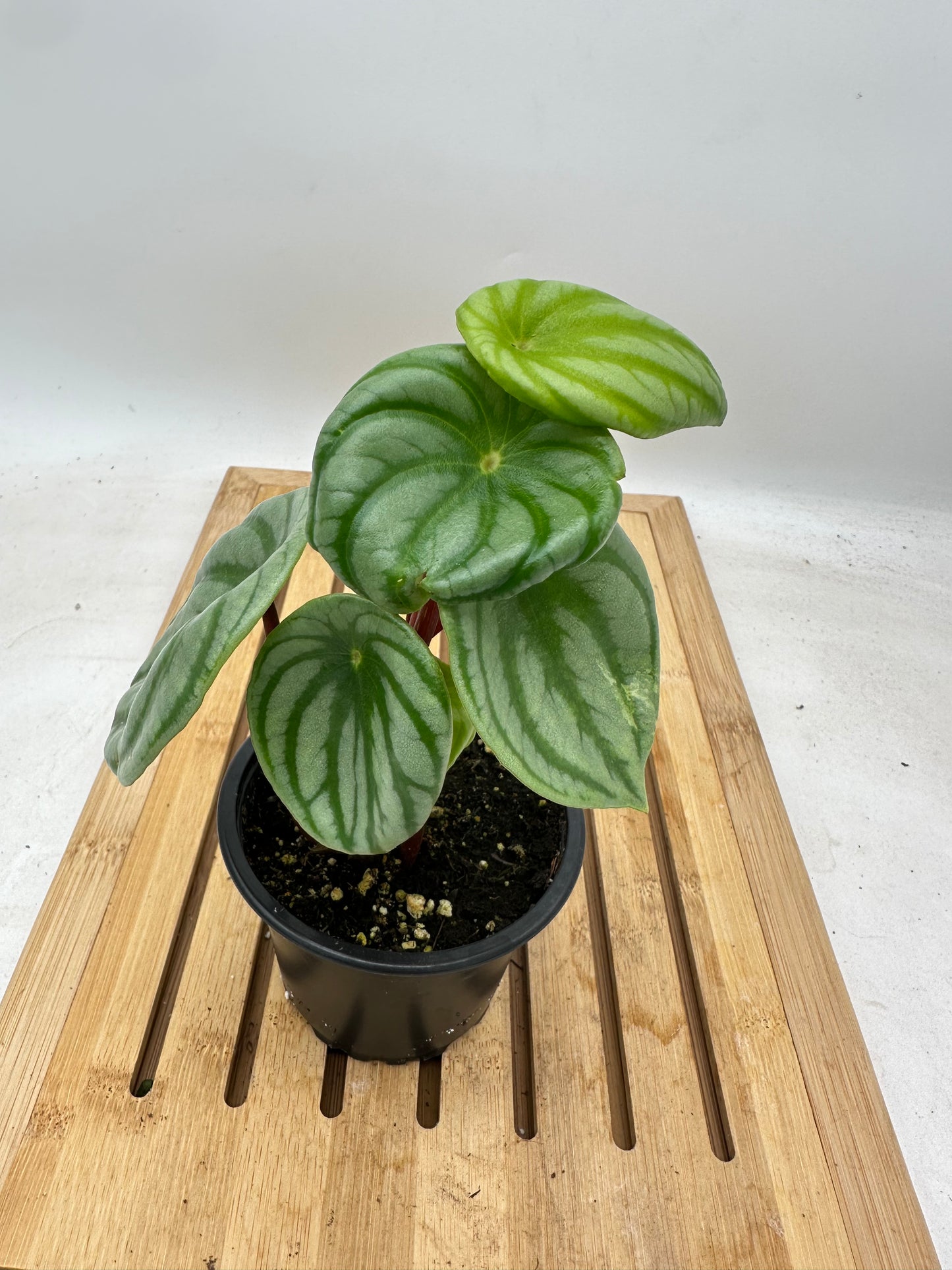Peperomia Watermelon Sport Variegated