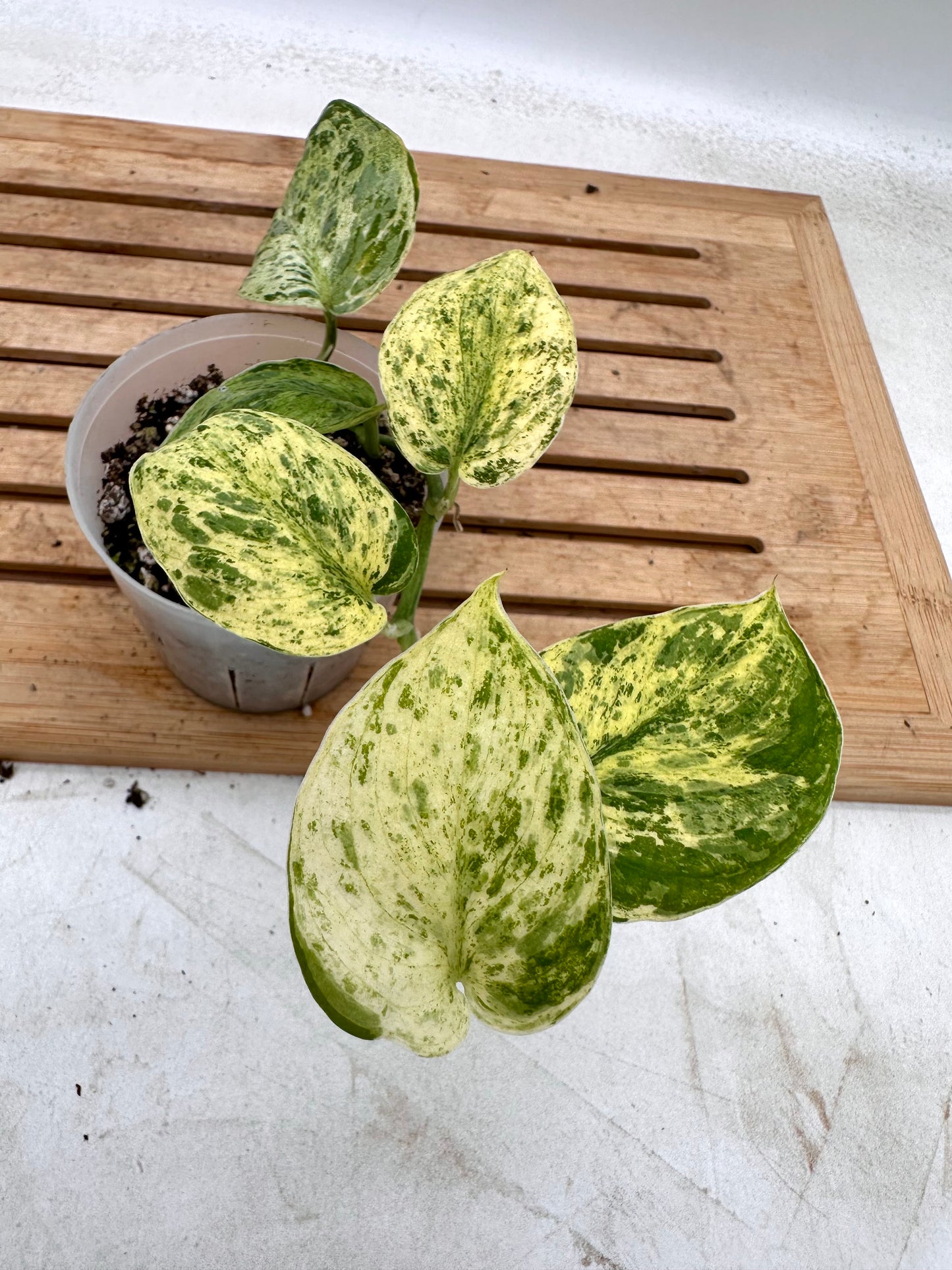 Scindapsus Jade Satin Marble Variegated