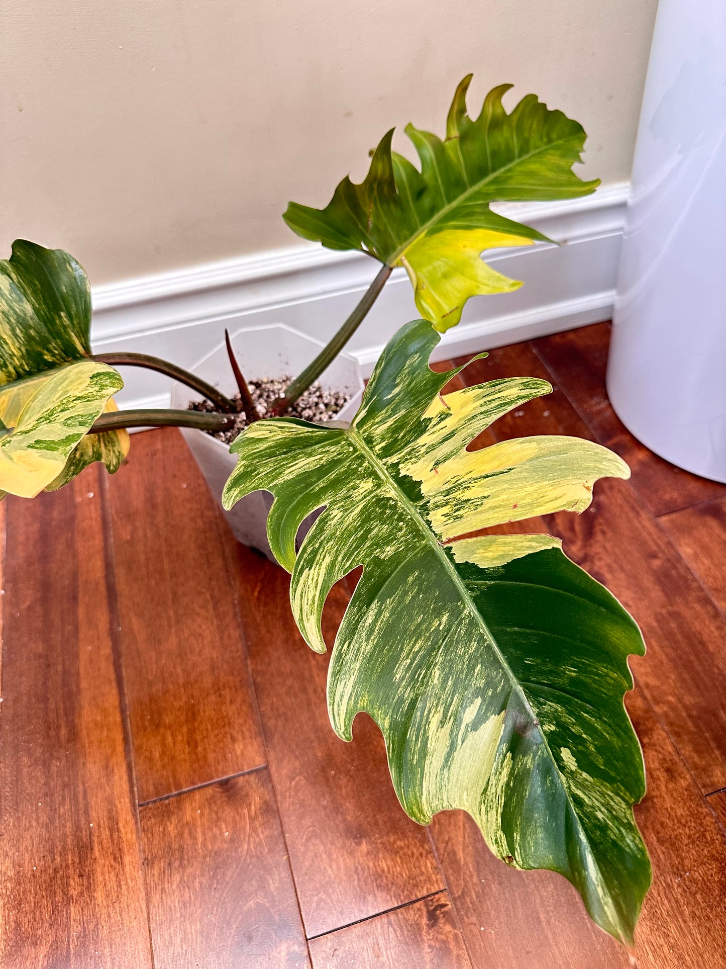 Philodendron Caramel Marble Variegated - August Sale