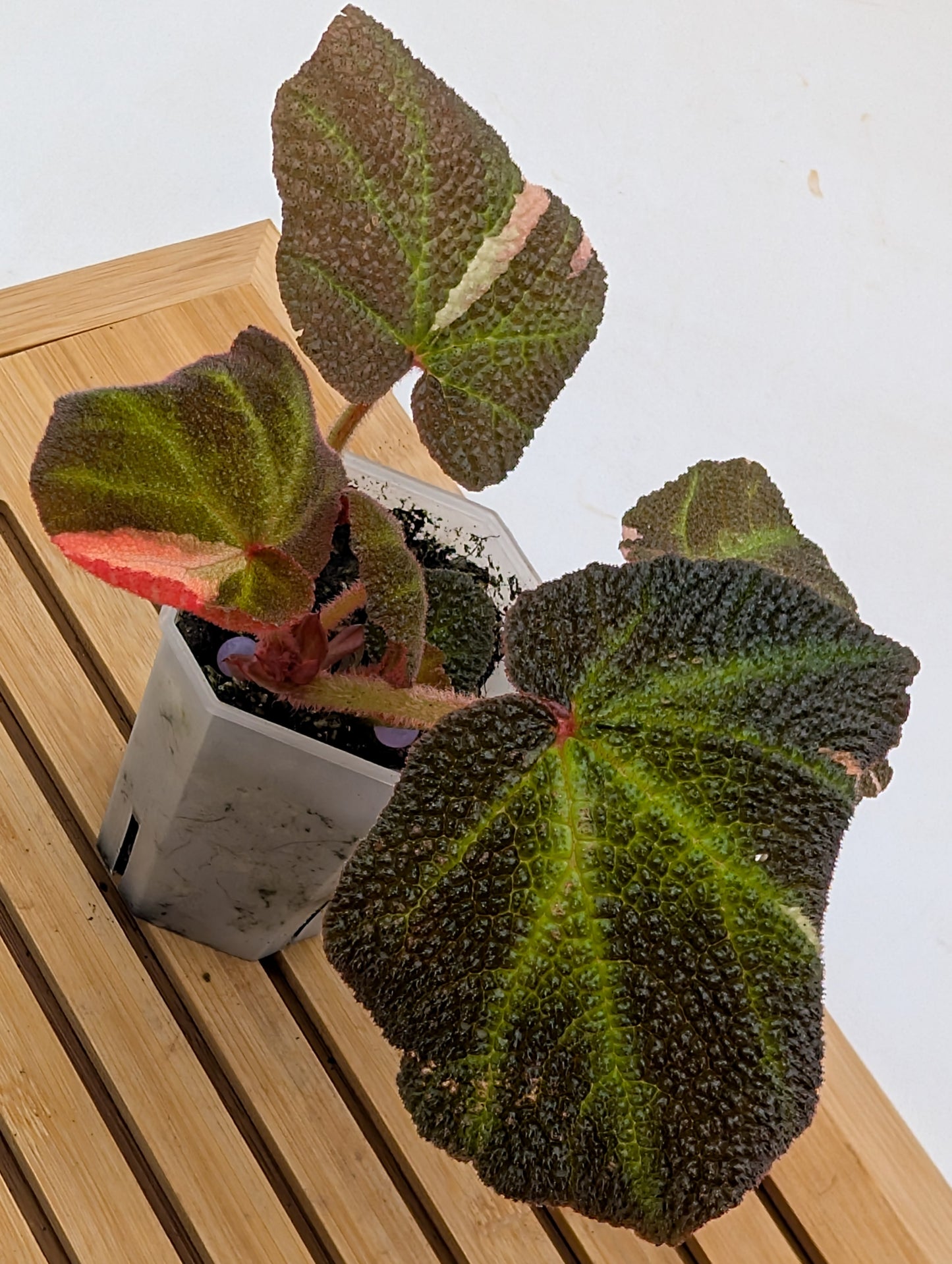Begonia Soli Mutata Variegated