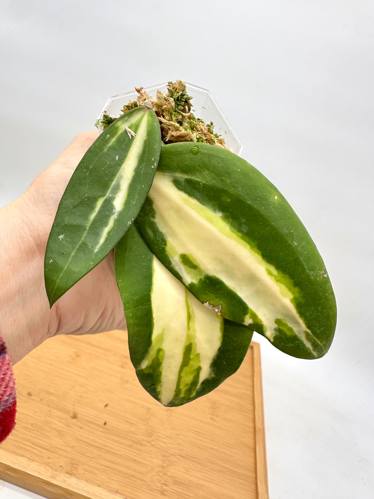 Hoya Verticillata ‘Acuta Inner Vaiegated’