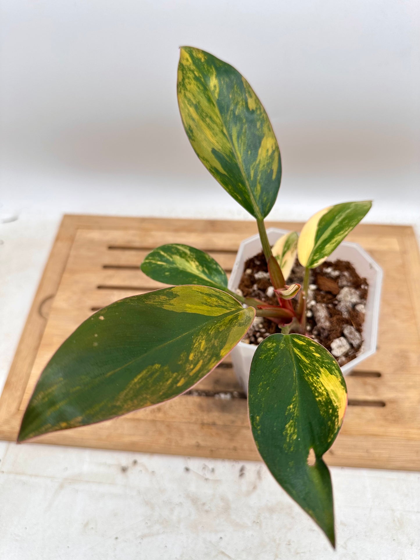 Philodendron Red Congo Variegated
