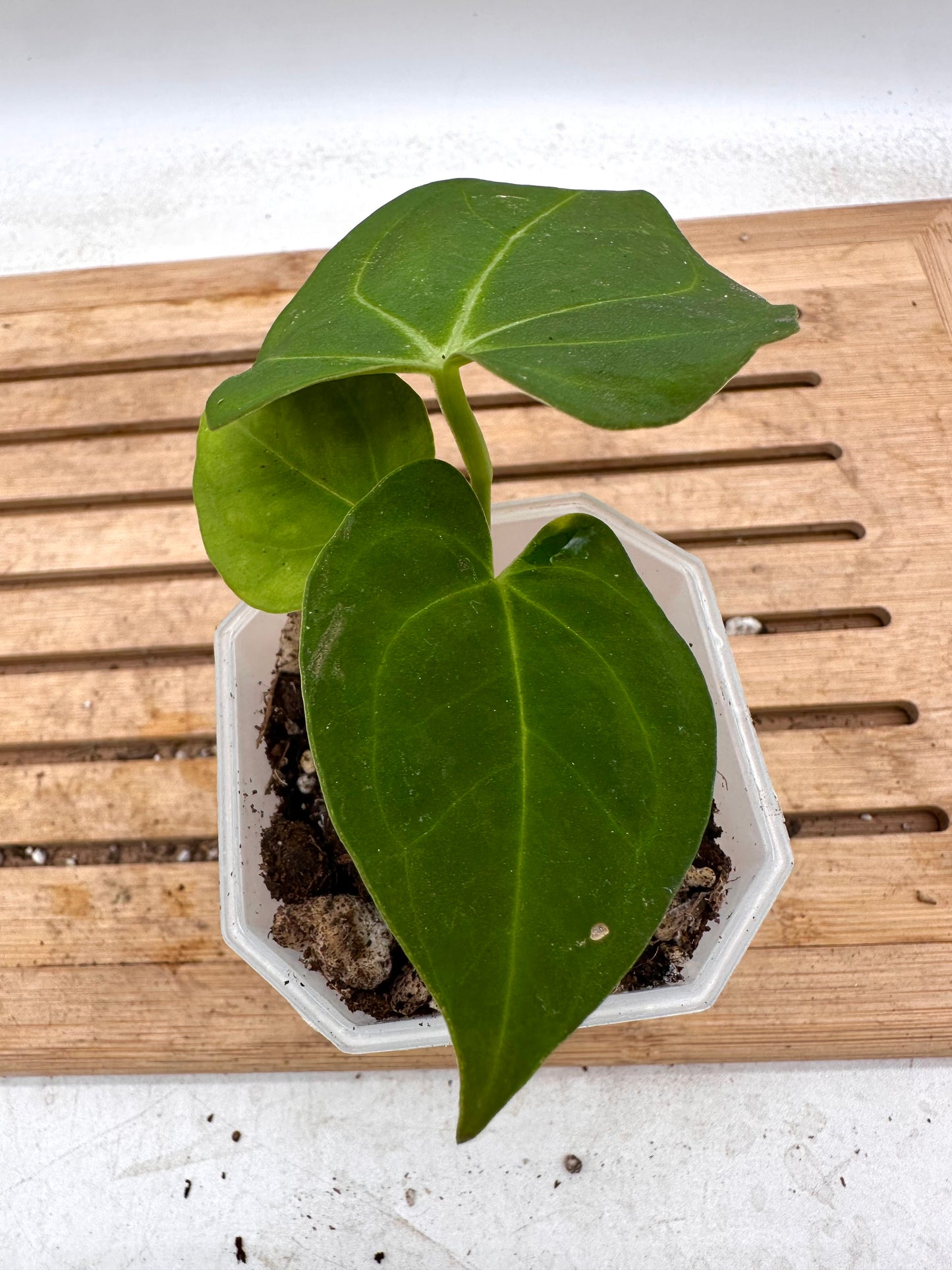 Anthurium Hoffmanii x Fort Sherman - Thanksgiving Sale 💚