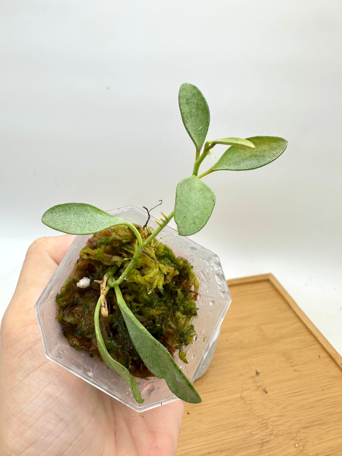 Hoya Nummularioides Silver