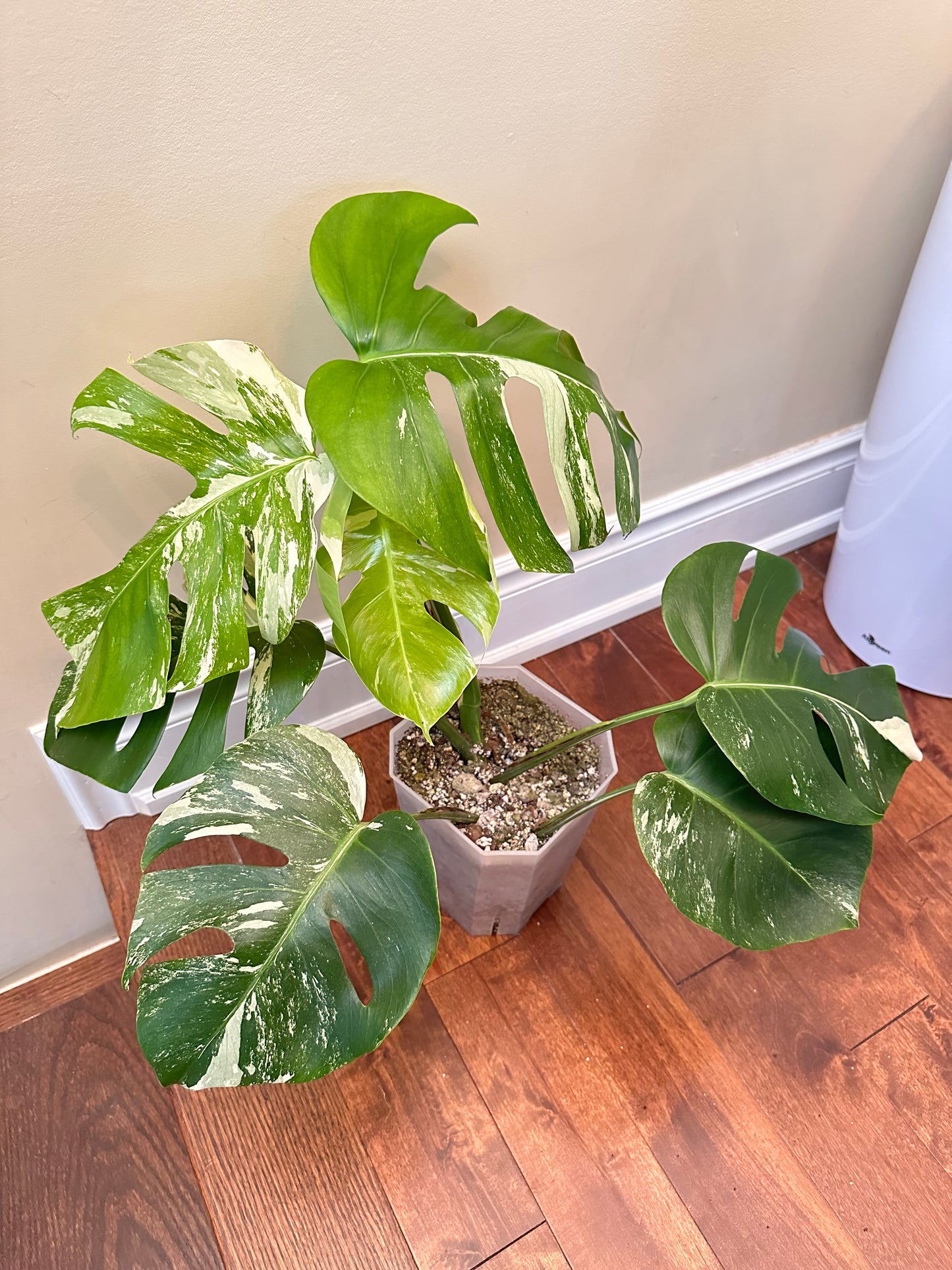 Monstera Albo - August Sale