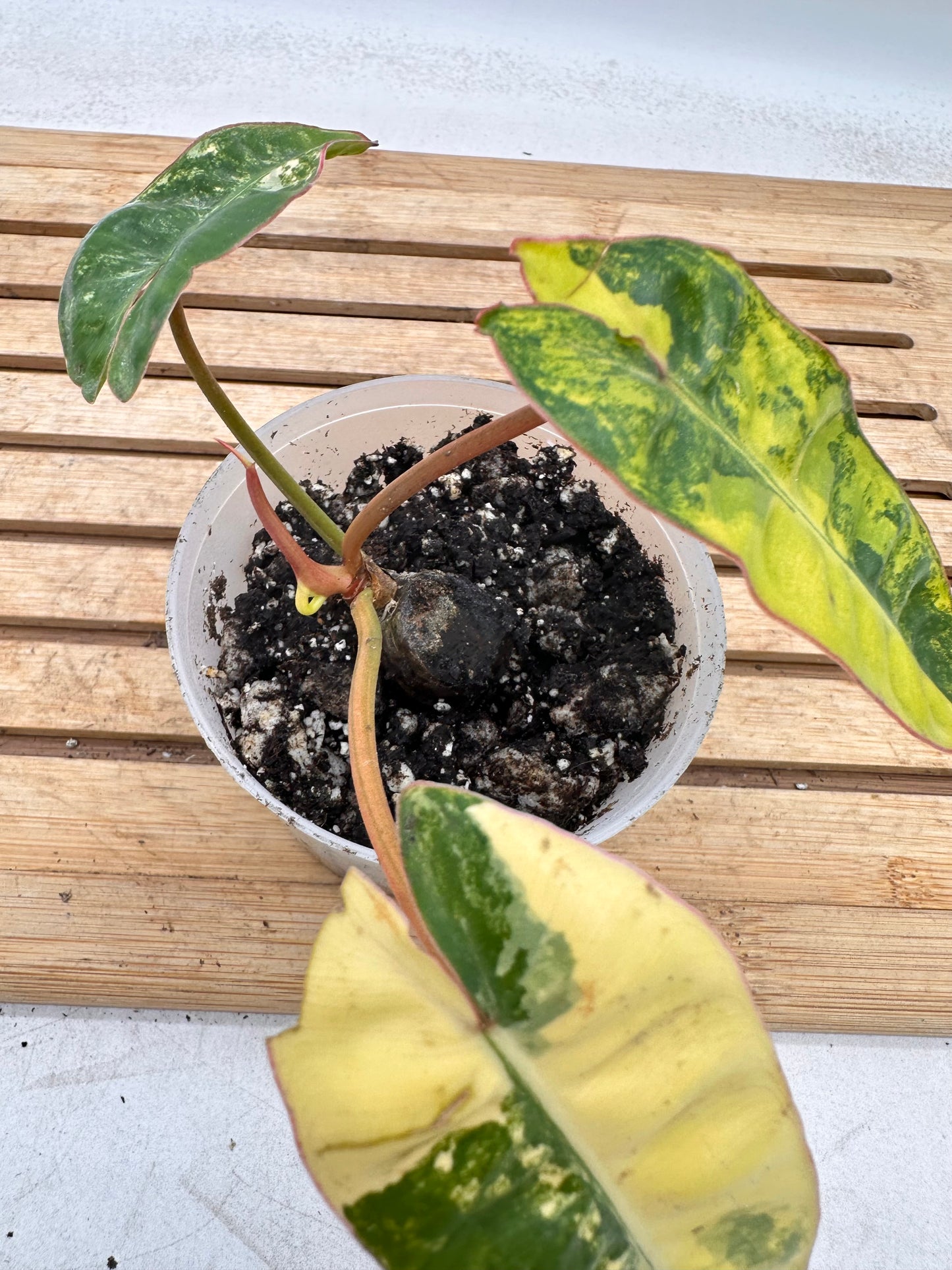 Philodendron Billietiae Variegated