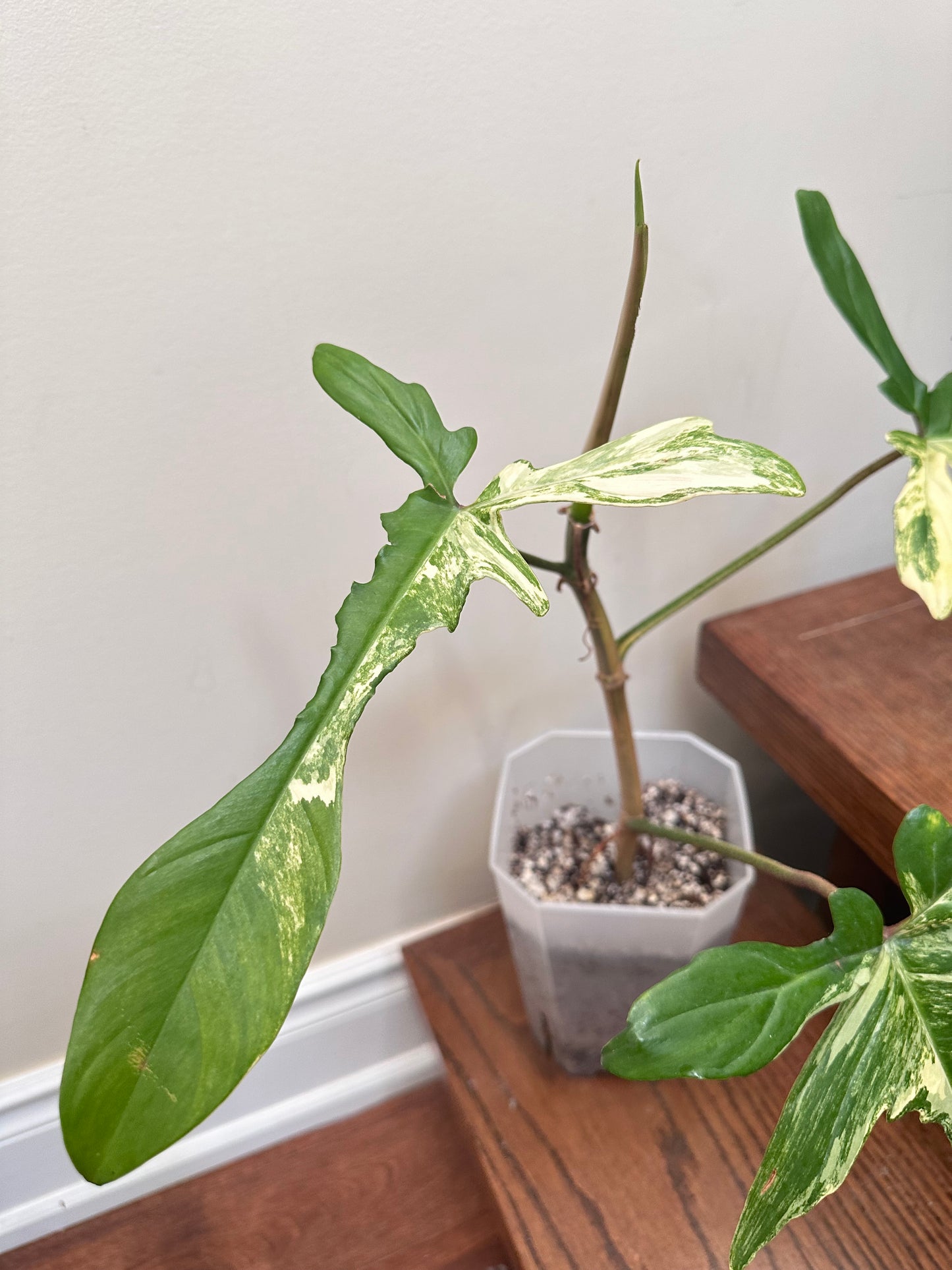 Philodendron Florida Beauty Variegated