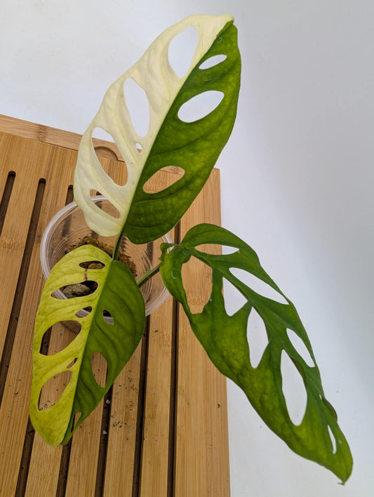 Monstera Adansonii Albo Variegated