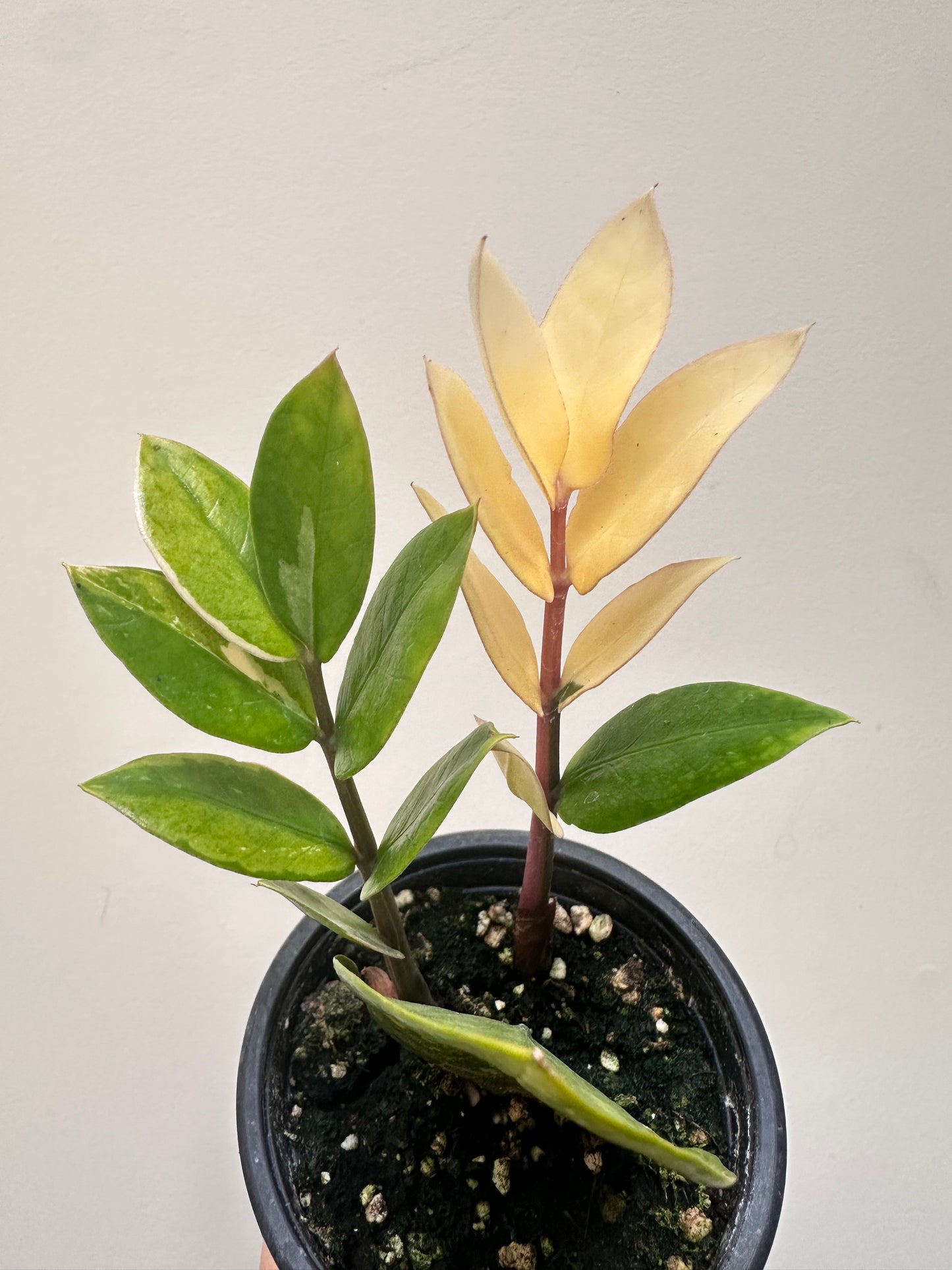 Variegated Zz