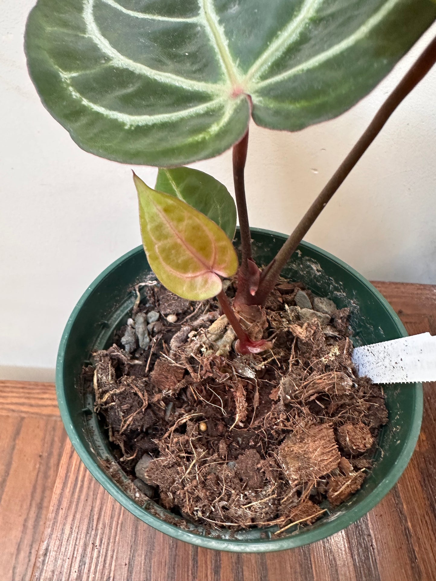 Anthurium Memoria Tim Anderson ( Zara x Michelle x Red Crystallinum) - Multiple growths - Thanksgiving Sale 💚