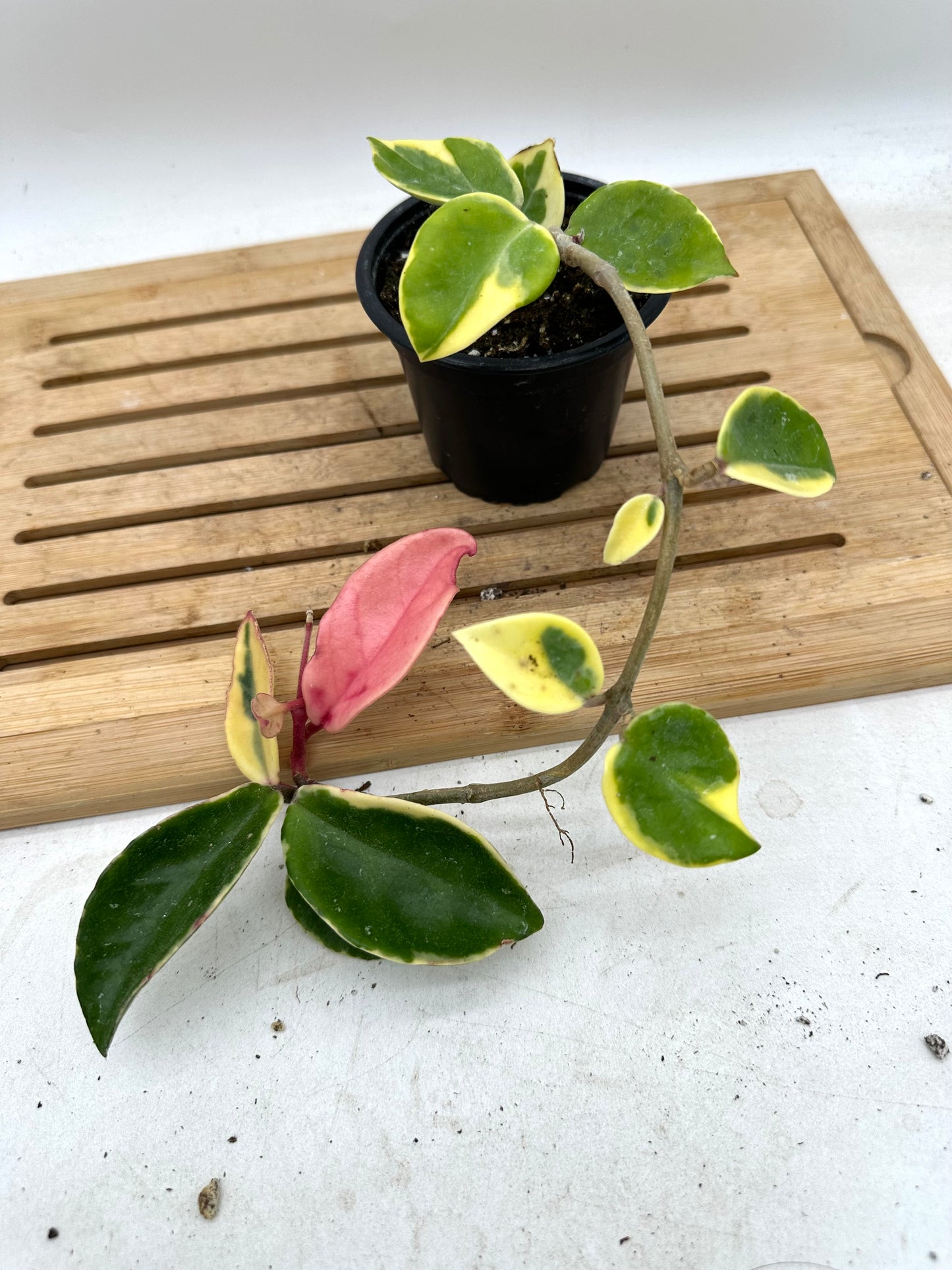 Hoya Krimson Queen