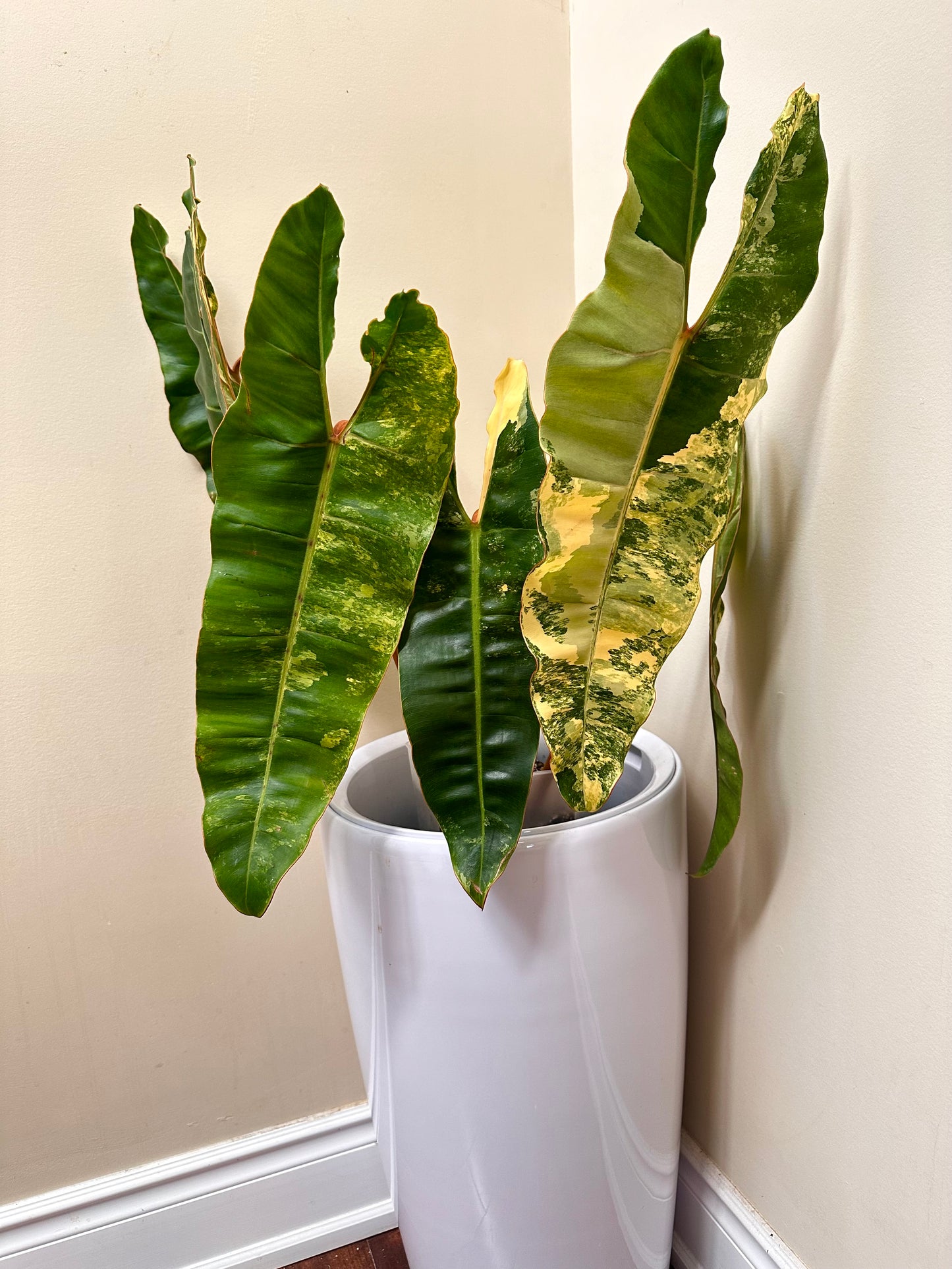 Philodendron Billietiae Variegated - Size Extra Large, 6 leaves - August Sale