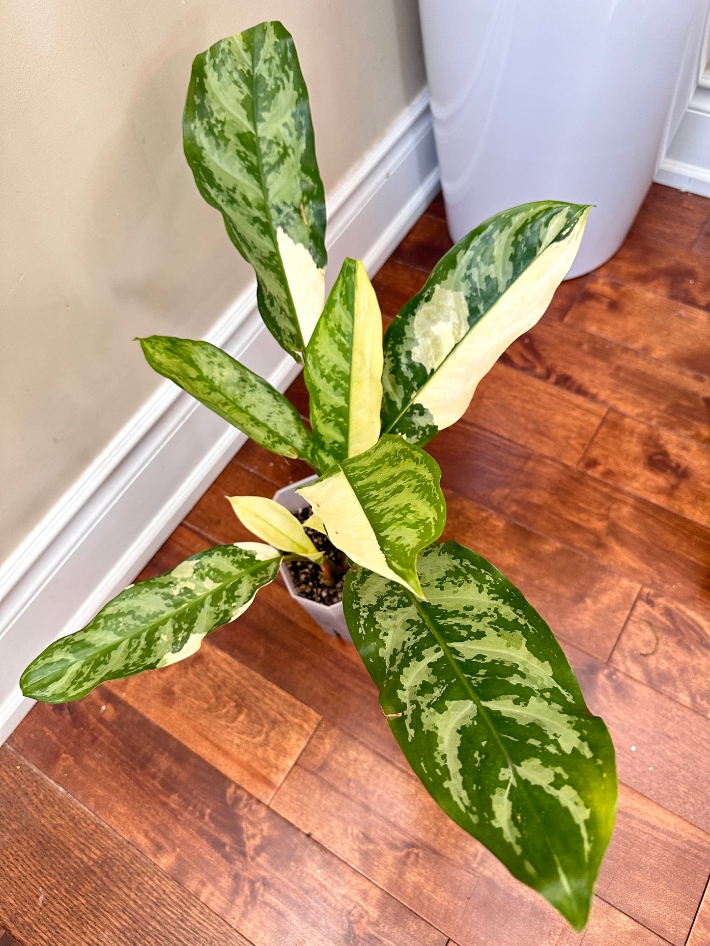 Aglaonema Manila Pride Albo - Multiple plants in pot - August Sale