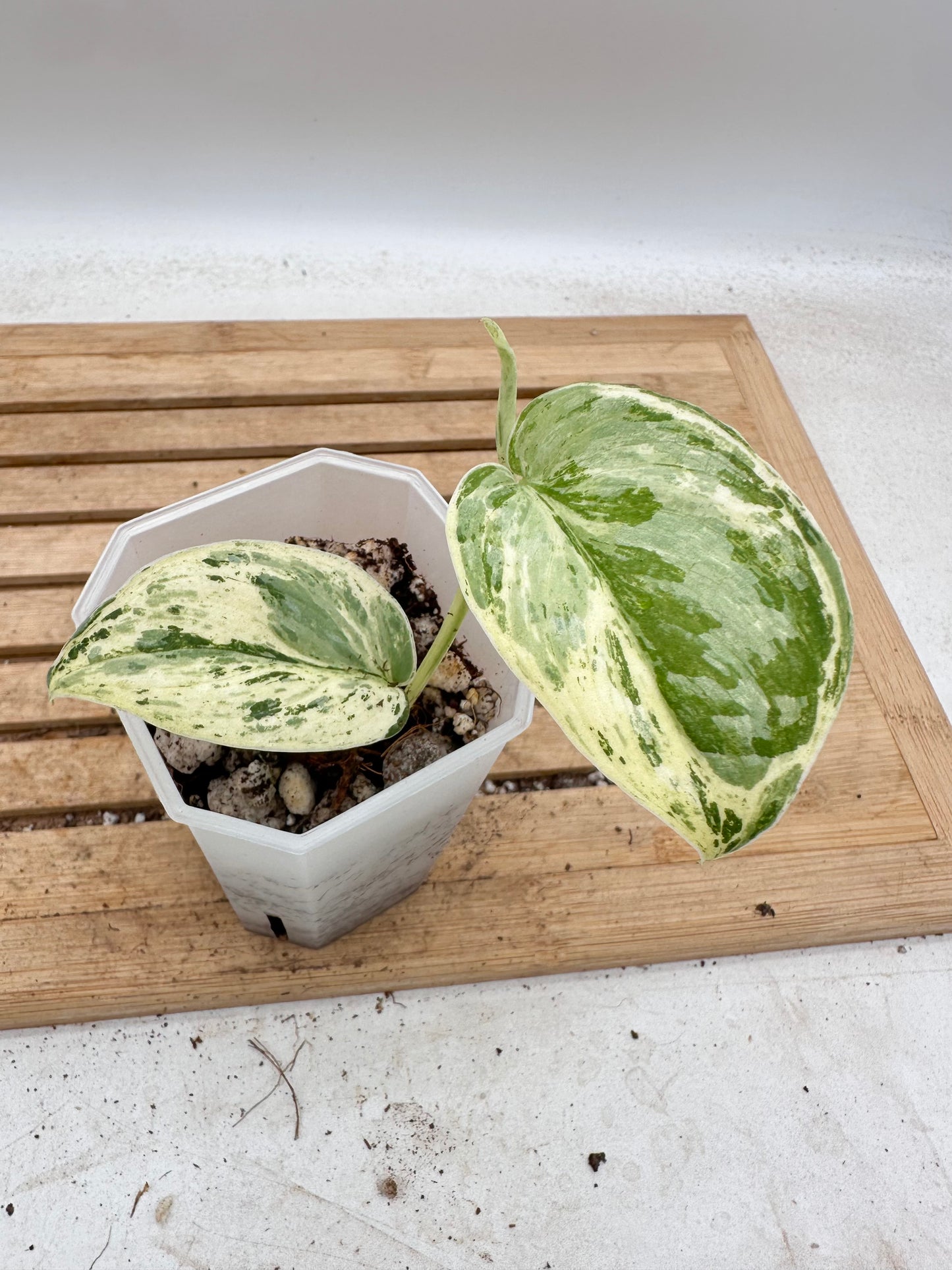 Scindapsus Peasun Variegated - Thanksgiving Sale 💚