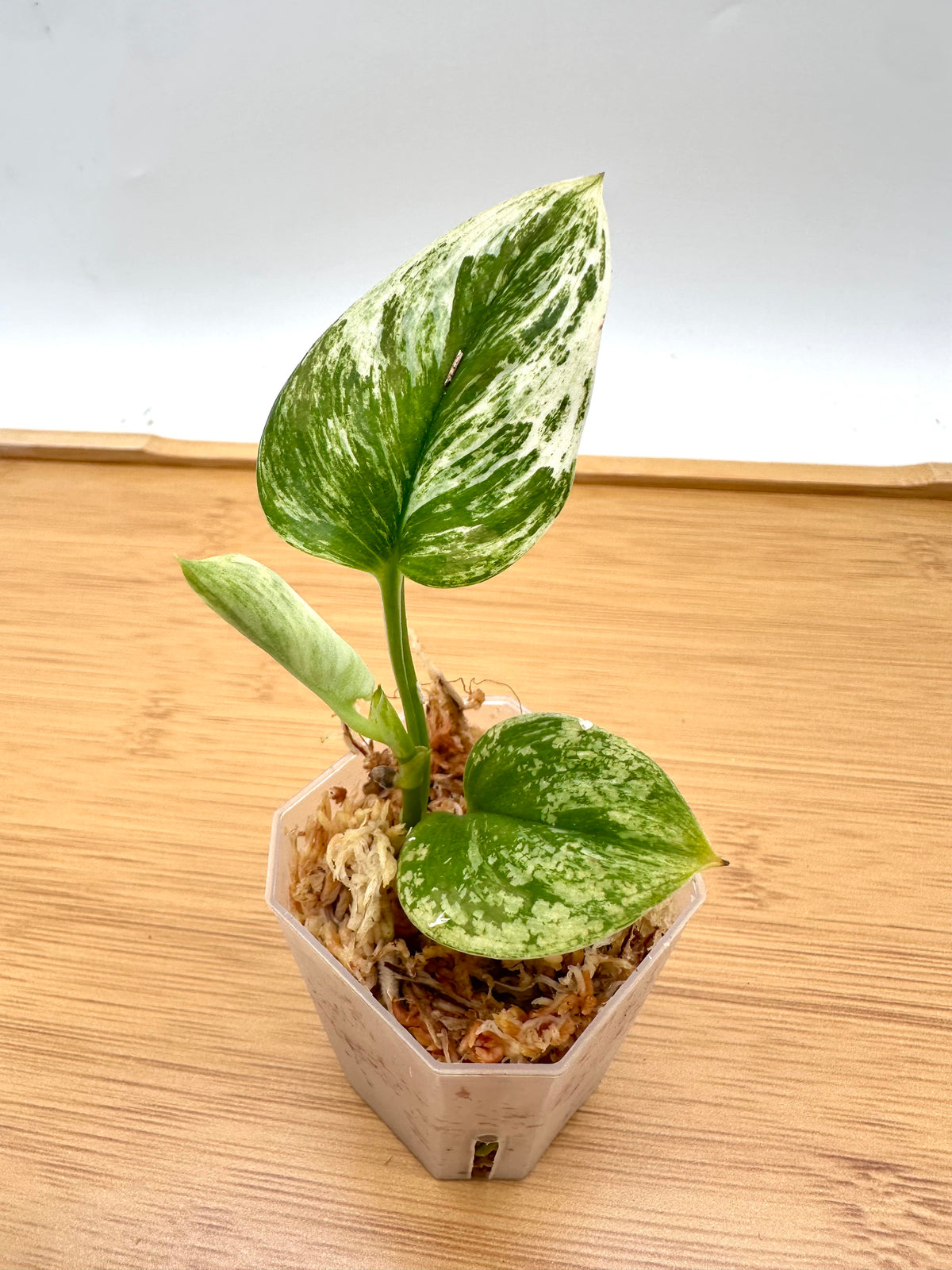 Scindapsus Treubii Moonlight White Marble Variegated