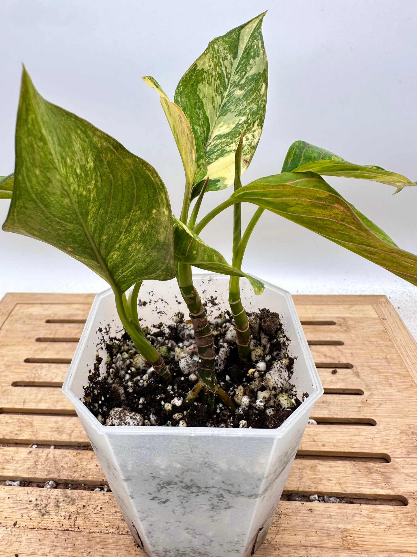 Aglaonema Siam Jade Variegated - 3 Growths/plants