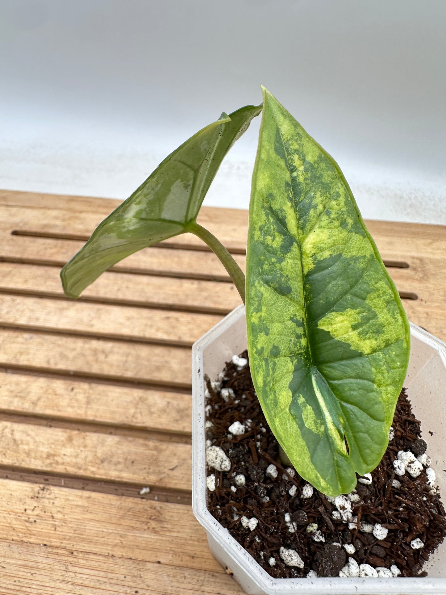Alocasia Platinum Albo Variegated - August Sale