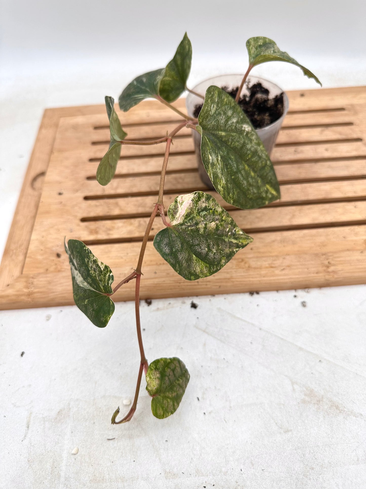 Piper Sylvaticum Variegated - August Sale